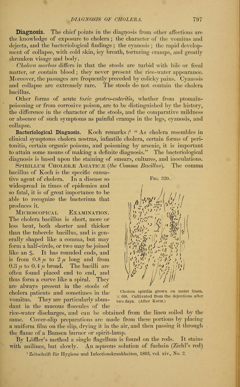 Diagnosis. The chief points in the diagnosis from other affections are the knowledge of exposure to cholera; the character of the vomitus and dejecta, and the bacteriological findings ; the cyanosis ; the rapid develop- ment of collapse, with cold skin, icy breath, torturing cramps, and greatly shrunken visage and body. Cholera morbus differs in that the stools are turbid with bile or fecal matter, or .contain blood; they never present the rice-water appearance. Moreover, the passages are frequently preceded by colicky pains. Cyanosis and collapse are extremely rare. The stools do not contain the cholera bacillus. Other forms of acute toxic gastro-enteritis, whether from ptomain- poisoning or from corrosive poison, are to be distinguished by the history, the difference in the character of the stools, and the comparative mildness or absence of such symptoms as painful cramps in the legs, cyanosis, and collapse. Bacteriological Diagnosis. Koch remarks •}  As cholera resembles in clinical symptoms cholera nostras, infantile cholera, certain forms of peri- tonitis, certain organic poisons, and poisoning by arsenic, it is important to attain some means of making a definite diagnosis. The bacteriological diagnosis is based upon the staining of smears, cultures, and inoculations. Spirillum Cholera Asiatics (the Comma Bacillus). The comma bacillus of Koch is the specific causa- tive agent of cholera. In a disease so Fig. 320. widespread in times of epidemics and so fatal, it is of great importance to be able to recognize the bacterium that , Vh%n '.A r* // produces it. 11 ^i##W£*,7 Microscopical Examination. -7'^ - /({1/-V The cholera bacillus is short, more or 'J ' *■&?'' ,','/' t£~/ I less bent, both shorter and thicker ( *-jiS/J 'V\/1 9R&j| than the tubercle bacillus, and is gen- I t'^-'i'- 7^ /■, ^o P erally shaped like a comma, but may jlh. uj-^MI, >'' 'An form a halt-circle, or two may be joined V ( >\) fif ^j ->>■ <{i\\ \\j like an S. It has rounded ends, and i / J'jf&f/^' J^u/L fi i j is from 0.8^ to 2 p. long and from !l,'^/,,', f \ p'hs t) \\ 0.3 fjL to 0.4 fi broad. The bacilli are \ ^/jf '> \^a%] j//;\ often found placed end to end, and yj' J il\/'''l!j thus forma curve like a spiral. They ' 1/1 '■ are alwavs present in the stools of cholera patients and sometimes in the ChoIera *&*®* f0™ onA m°!st linff 1 „. -ill X 600. Cultivated from the dejections after vomitus. I hey are particularly abun- two days. (After koch.) dant in the mucous floccules of the rice-water discharges, and can be obtained from the linen soiled by the same. Cover-slip preparations are made from these portions by placing a uniform film on the slip, drying it in the air, and then passing it through the flame of a Bunsen burner or spirit-lamp. By L5filer's method a single flagellum is found on the rods. It stains with anilines, but slowly. An aqueous solution of fuchsin (Ziehl's red) 1 Zeitschrift fur Hygiene und Infectionskrankheiten, 1893, vol. xiv., No. 2.