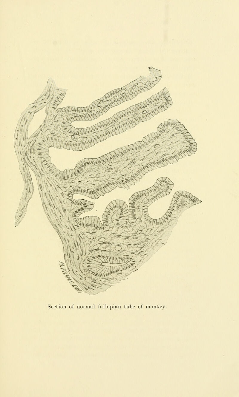 SSv' *:> id' sy^ ^Mk isT'k&'.t ' m ... : , -:  5>/>/*/#'' Section of normal fallopian tube of monkey.