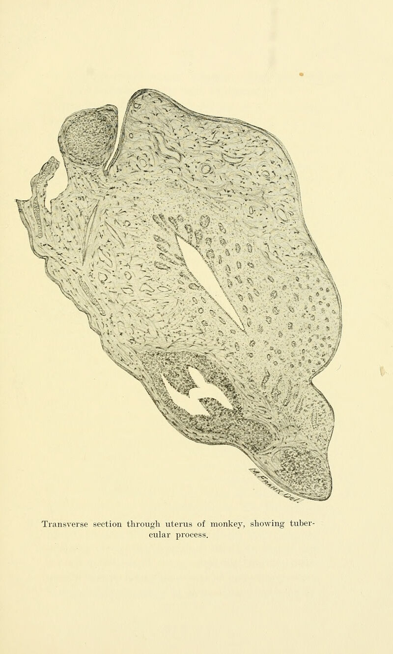 Y* • : /' £s ST? i ■ yk \ G 'i V XV n ■'■ ':*r?f-0 f Transverse section through uterus of monkey, showing tuber- cular process.