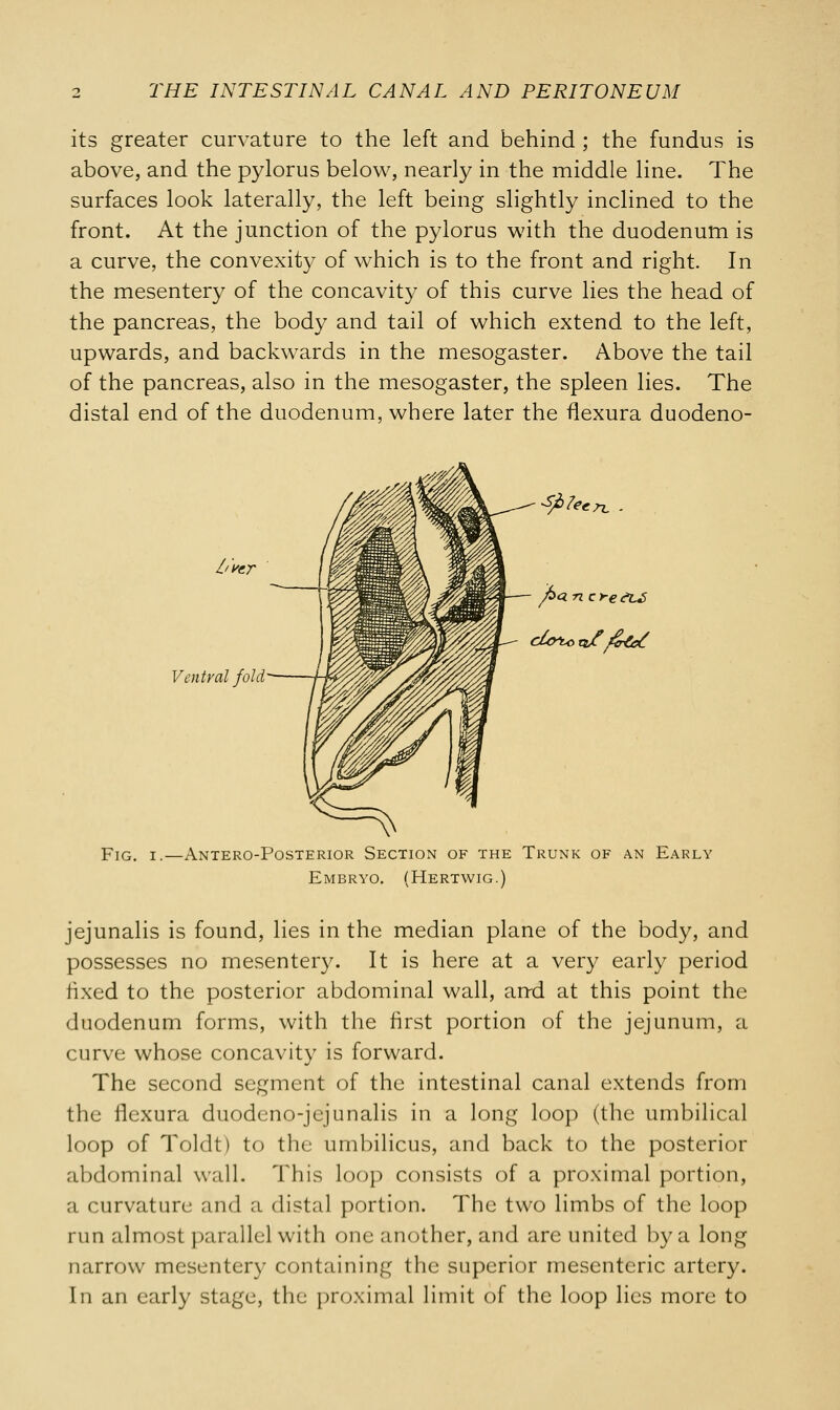 its greater curvature to the left and behind ; the fundus is above, and the pylorus below, nearly in the middle line. The surfaces look laterally, the left being slightly inclined to the front. At the junction of the pylorus with the duodenum is a curve, the convexity of which is to the front and right. In the mesentery of the concavity of this curve lies the head of the pancreas, the body and tail of which extend to the left, upwards, and backwards in the mesogaster. Above the tail of the pancreas, also in the mesogaster, the spleen lies. The distal end of the duodenum, where later the flexura duodeno- livcr Ventral fold Sjble, en. ■ fian erects Fig. i.—Anteroposterior Section of the Trunk of an Early Embryo. (Hertwig.) jejunalis is found, lies in the median plane of the body, and possesses no mesentery. It is here at a very early period fixed to the posterior abdominal wall, and at this point the duodenum forms, with the first portion of the jejunum, a curve whose concavity is forward. The second segment of the intestinal canal extends from the flexura duodeno-jejunalis in a long loop (the umbilical loop of Toldt) to the umbilicus, and back to the posterior abdominal wall. This loop consists of a proximal portion, a curvature and a distal portion. The two limbs of the loop run almost parallel with one another, and are united by a long narrow mesentery containing the superior mesenteric artery. In an early stage, the proximal limit of the loop lies more to