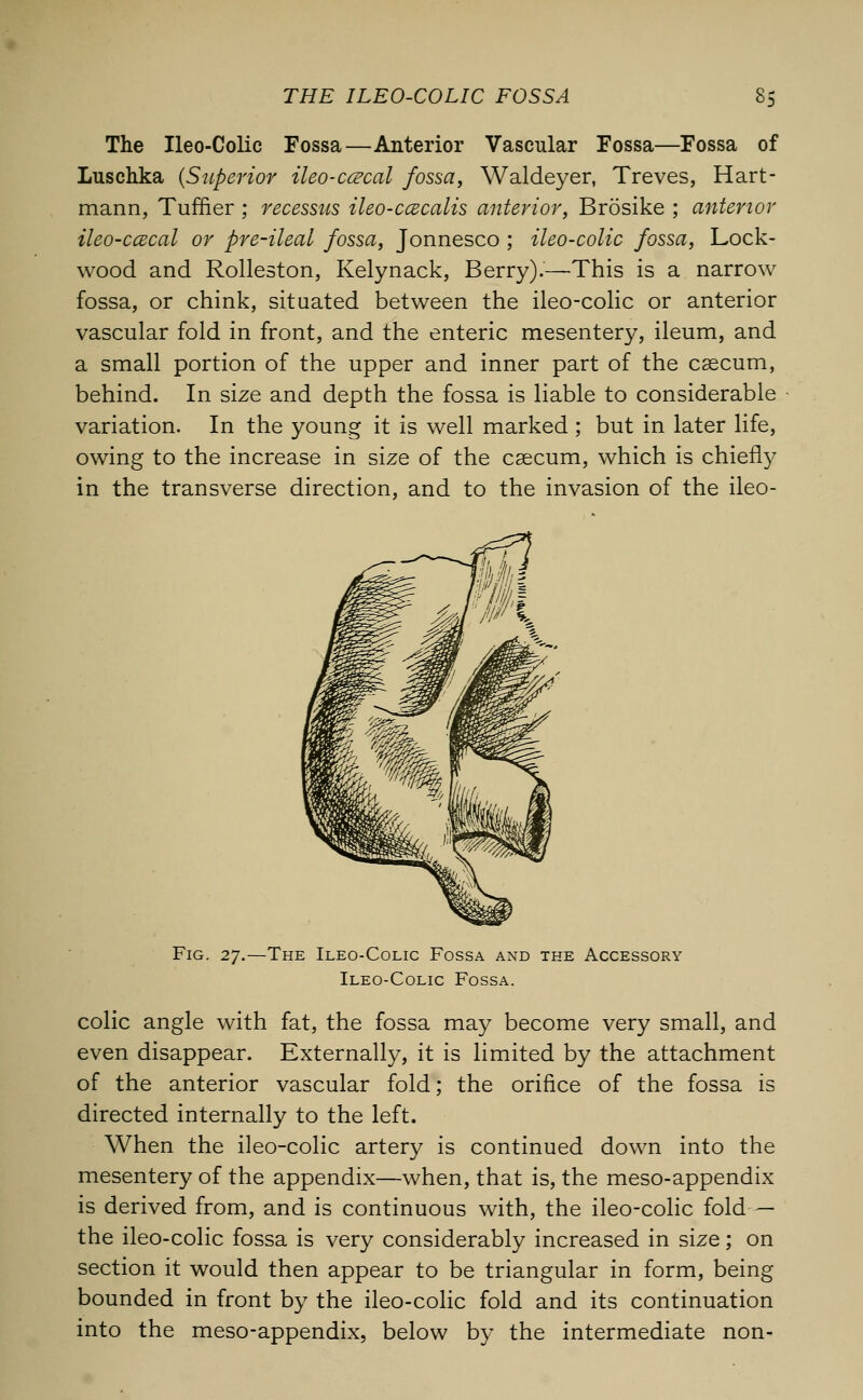 The Ileo-Colic Fossa—Anterior Vascular Fossa—Fossa of Luschka (Superior ileo-ccecal fossa, Waldeyer, Treves, Hart- mann, Tuffier ; recessus ileo-ccecalis anterior, Brosike ; anterior ileo-ccecal or pre-ileal fossa, Jonnesco ; ileo-colic fossa, Lock- wood and Rolleston, Kelynack, Berry).—This is a narrow fossa, or chink, situated between the ileo-colic or anterior vascular fold in front, and the enteric mesentery, ileum, and a small portion of the upper and inner part of the caecum, behind. In size and depth the fossa is liable to considerable variation. In the young it is well marked ; but in later life, owing to the increase in size of the caecum, which is chiefly in the transverse direction, and to the invasion of the ileo- Fig. 27.—The Ileo-Colic Fossa and the Accessory Ileo-Colic Fossa. colic angle with fat, the fossa may become very small, and even disappear. Externally, it is limited by the attachment of the anterior vascular fold; the orifice of the fossa is directed internally to the left. When the ileo-colic artery is continued down into the mesentery of the appendix—when, that is, the meso-appendix is derived from, and is continuous with, the ileo-colic fold — the ileo-colic fossa is very considerably increased in size; on section it would then appear to be triangular in form, being bounded in front by the ileo-colic fold and its continuation into the meso-appendix, below by the intermediate non-