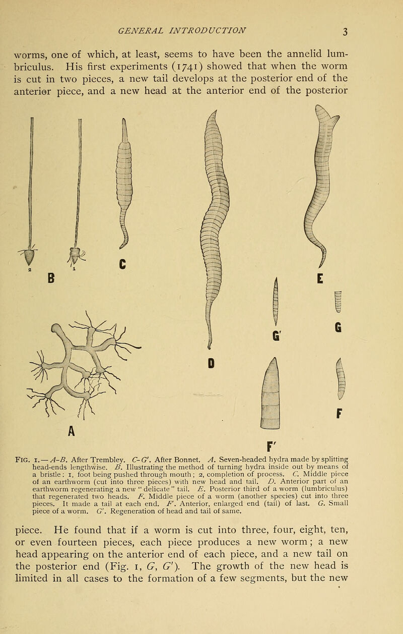 worms, one of which, at least, seems to have been the annelid lum- briculus. His first experiments (1741) showed that when the worm is cut in two pieces, a new tail develops at the posterior end of the anterior piece, and a new head at the anterior end of the posterior B Fig. I. — ^-j5. After Trembley. C-G'. After Bonnet. ^4. Seven-headed hydra made by splitting head-ends lengthwise. B. Illustrating the method of turning hydra inside out by means of a bristle ; i, foot being pushed through mouth ; 2, completion of process. C. Middle piece of an earthworm (cut into three pieces) with new head and tail. D. Anterior part of an earthworm regenerating a new  delicate  tail. E. Posterior third of a worm (lumbriculus) that regenerated two heads. F. Middle piece of a worm (another species) cut into three pieces. It made a tail at each end. F. Anterior, enlarged end (tail) of last. G. Small piece of a worm. G'. Regeneration of head and tail of same. piece. He found that if a worm is cut into three, four, eight, ten, or even fourteen pieces, each piece produces a new worm; a new head appearing on the anterior end of each piece, and a new tail on the posterior end (Fig. i, G, G'). The growth of the new head is limited in all cases to the formation of a few segments, but the new