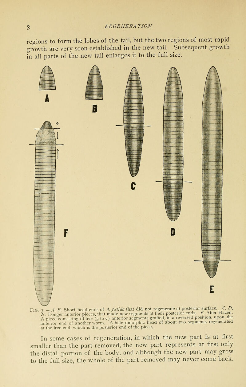 regions to form the lobes of the tail, but the two regions of most rapid o-rowth are very soon estabUshed in the new tail. Subsequent growth in all parts of the new tail enlarges it to the full size. riL Fig. 3. — A, B. Short head-ends o'iA.fcetida that did not regenerate at posterior surface. C, D, E. Longer anterior pieces, that made new segments at their posterior ends. F. After Hazen. A piece consisting of five (3 to 7) anterior segments grafted, in a reversed position, upon the anterior end of another worm. A heteromorphic head of about two segments regenerated at the free end, which is the posterior end of the piece. In some cases of regeneration, in which the new part is at first smaller than the part removed, the new part represents at first only the distal portion of the body, and although the new part may grow to the full size, the whole of the part removed may never come back.