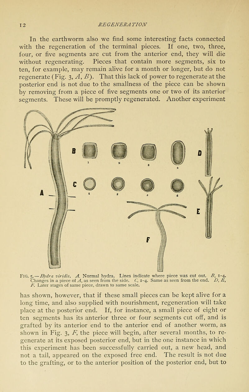 In the earthworm also we find some interesting facts connected with the regeneration of the terminal pieces. If one, two, three, four, or five segments are cut from the anterior end, they will die without regenerating. Pieces that contain more segments, six to ten, for example, may remain alive for a month or longer, but do not regenerate (Fig. 3, A, B'). That this lack of power to regenerate at the posterior end is not due to the smallness of the piece can be shown by removing from a piece of five segments one or two of its anterior segments. These will be promptly regenerated. Another experiment Fig. 5. — Hydra viridis. A. Normal hydra. Lines indicate where piece was cut out. B, 1-4. Changes in a piece of A, as seen from the side. C, 1-4. Same as seen from the end. D, E, F. Later stages of same piece, drawn to same scale. has shown, however, that if these small pieces can be kept alive for a long time, and also supplied with nourishment, regeneration will take place at the posterior end. If, for instance, a small piece of eight or ten segments has its anterior three or four segments cut off, and is grafted by its anterior end to the anterior end of another worm, as shown in Fig. 3, F, the piece will begin, after several months, to re- generate at its exposed posterior end, but in the one instance in which this experiment has been successfully carried out, a new head, and not a tail, appeared on the exposed free end. The result is not due to the grafting, or to the anterior position of the posterior end, but to