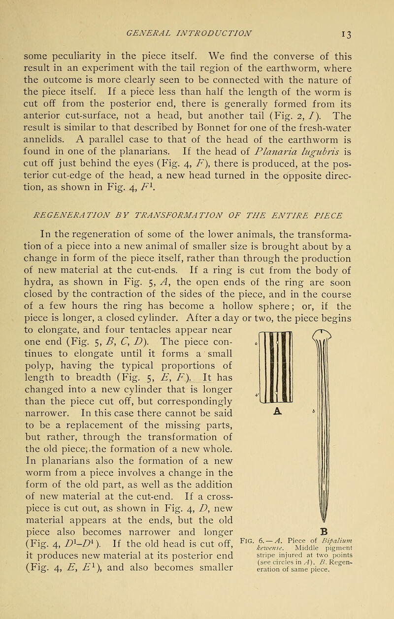 some peculiarity in the piece itself. We find the converse of this result in an experiment with the tail region of the earthworm, v/here the outcome is more clearly seen to be connected with the nature of the piece itself. If a piece less than half the length of the worm is cut off from the posterior end, there is generally formed from its anterior cut-surface, not a head, but another tail (Fig. 2, /). The result is similar to that described by Bonnet for one of the fresh-water annelids. A parallel case to that of the head of the earthworm is found in one of the planarians. If the head of Planaria lugubj'is is cut off just behind the eyes (Fig. 4, F\ there is produced, at the pos- terior cut-edge of the head, a new head turned in the opposite direc- tion, as shown in Fig. 4, F'^, REGENERATION BY TRANSFORMATION OF THE ENTIRE PIECE In the regeneration of some of the lower animals, the transforma- tion of a piece into a new animal of smaller size is brought about by a change in form of the piece itself, rather than through the production of new material at the cut-ends. If a ring is cut from the body of hydra, as shown in Fig. 5, A, the open ends of the ring are soon closed by the contraction of the sides of the piece, and in the course of a few hours the ring has become a hollow sphere; or, if the piece is longer, a closed cylinder. After a day or two, the piece begins to elongate, and four tentacles appear near one end (Fig. 5, B, C, D). The piece con- tinues to elongate until it forms a small polyp, having the typical proportions of length to breadth (Fig. 5, E, F). It has changed into a new cylinder that is longer than the piece cut off, but correspondingly narrower. In this case there cannot be said to be a replacement of the missing parts, but rather, through the transformation of the old piece,.the formation of a new whole. In planarians also the formation of a new worm from a piece involves a change in the form of the old part, as well as the addition of new material at the cut-end. If a cross- piece is cut out, as shown in Fig. 4, D, new material appears at the ends, but the old piece also becomes narrower and longer B (Fig. 4, n^-D^). If the old head is cut off, ^^^- £-f;. ^'-f, °1 ^^^^ it produces new material at its posterior end stnpe injured at two points /-r^. 7^ 7-1 \ Til n (see circles in v4). 5. Regen- (Pig. 4, F, h^\ and also becomes smaller eration of same piece.