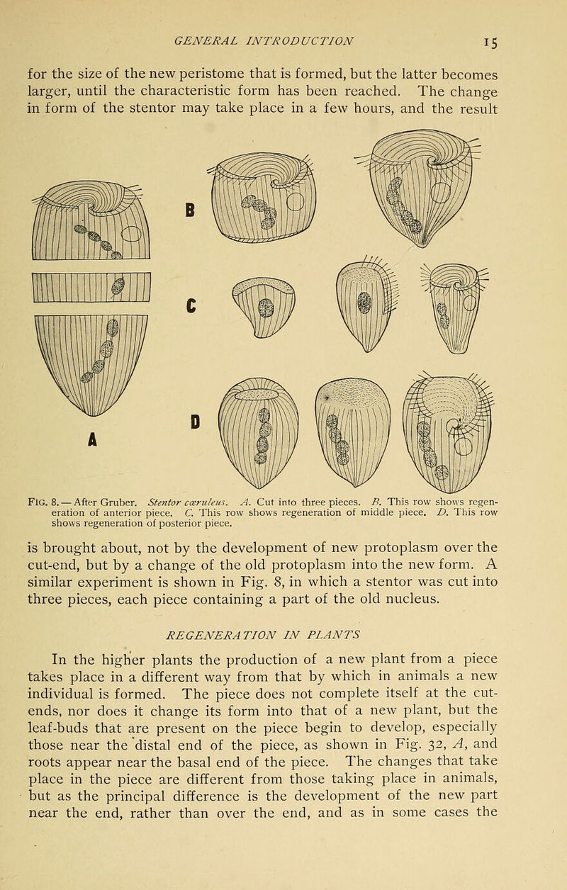 for the size of the new peristome that is formed, but the latter becomes larger, until the characteristic form has been reached. The change in form of the stentor may take place in a few hours, and the result B Fig. 8. — Aftt-r Gmber. Stentor cceruleus. A. Cut into three pieces. B. This row shows regen- eration of anterior piece. C. This row shows regeneration of middle piece, D. I'his row shows regeneration of posterior piece. is brought about, not by the development of new protoplasm over the cut-end, but by a change of the old protoplasm into the new form. A similar experiment is shown in Fig. 8, in which a stentor was cut into three pieces, each piece containing a part of the old nucleus. REGENERATION IN PLANTS In the higher plants the production of a new plant from a piece takes place in a different way from that by which in animals a new individual is formed. The piece does not complete itself at the cut- ends, nor does it change its form into that of a new plant, but the leaf-buds that are present on the piece begin to develop, especially those near the distal end of the piece, as shown in Fig. 32, A, and roots appear near the basal end of the piece. The changes that take place in the piece are different from those taking place in animals, but as the principal difference is the development of the new part near the end, rather than over the end, and as in some cases the