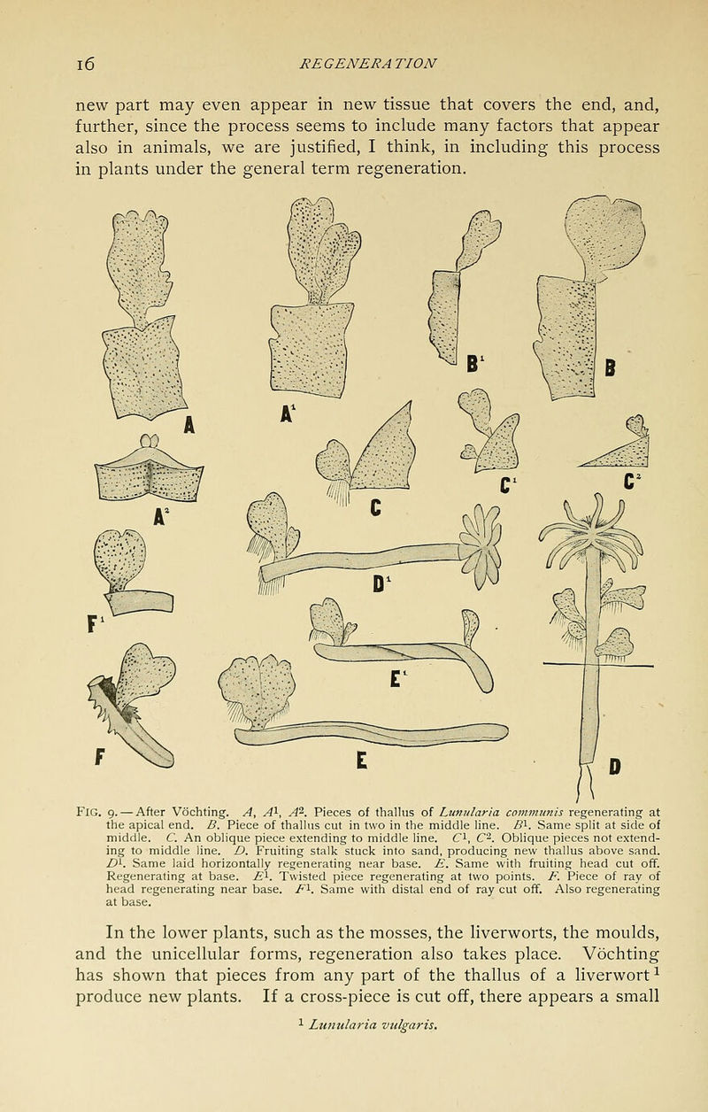 new part may even appear in new tissue that covers the end, and, further, since the process seems to include many factors that appear also in animals, we are justified, I think, in including this process in plants under the general term regeneration. Fig, 9. — After Vochting. A, A^, A^. Pieces of thallus of Lunularia communis regenerating at the apical end. B. Piece of thallus cut in two in the middle line. Z?i. Same split at side of middle. C. An oblique piece extending to middle line. Ci, C'^. Oblique pieces not extend- ing to middle line. D. Fruiting stalk stuck into sand, producing new thallus above sand. D^. Same laid horizontally regenerating near base. E. Same with fruiting head cut off. Regenerating at base. E^. Twisted piece regenerating at two points. F. Piece of ray of head regenerating near base. F'^. Same with distal end of ray cut off. Also regenerating at base. In the lower plants, such as the mosses, the liverworts, the moulds, and the unicellular forms, regeneration also takes place. Vochting has shown that pieces from any part of the thallus of a liverwort ^ produce new plants. If a cross-piece is cut off, there appears a small ^ Lunularia vulgaris.