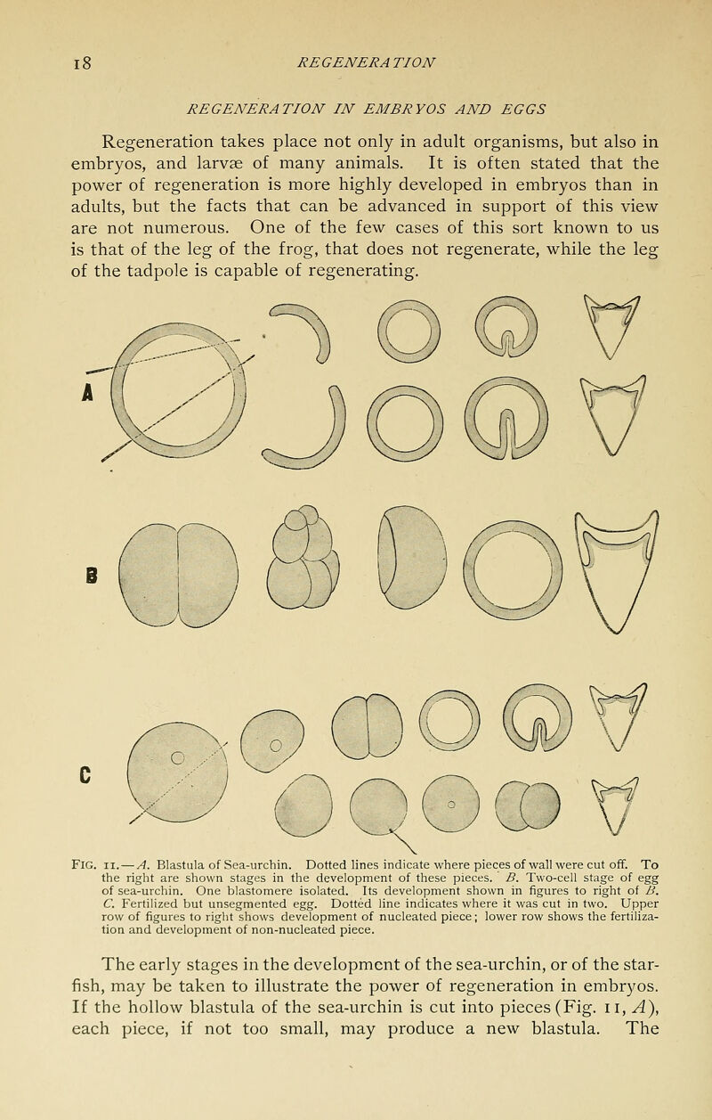 REGENERATION IN EMBRYOS AND EGGS Regeneration takes place not only in adult organisms, but also in embryos, and larvae of many animals. It is often stated that the power of regeneration is more highly developed in embryos than in adults, but the facts that can be advanced in support of this view- are not numerous. One of the few cases of this sort known to us is that of the leg of the frog, that does not regenerate, while the leg of the tadpole is capable of regenerating. Fig. II. — A. Blastula of Sea-urchin. Dotted lines indicate where pieces of wall were cut off. To the right are shown stages in the development of these pieces. B. Two-cell stage of egg of sea-urchin. One blastomere isolated. Its development shown in figures to right of B. C. Fertilized but unsegmented egg. Dotted hne indicates where it was cut in two. Upper row of figures to riglit shows development of nucleated piece; lower row shows the fertiliza- tion and development of non-nucleated piece. The early stages in the development of the sea-urchin, or of the star- fish, may be taken to illustrate the power of regeneration in embryos. If the hollow blastula of the sea-urchin is cut into pieces (Fig. ii. A), each piece, if not too small, may produce a new blastula. The