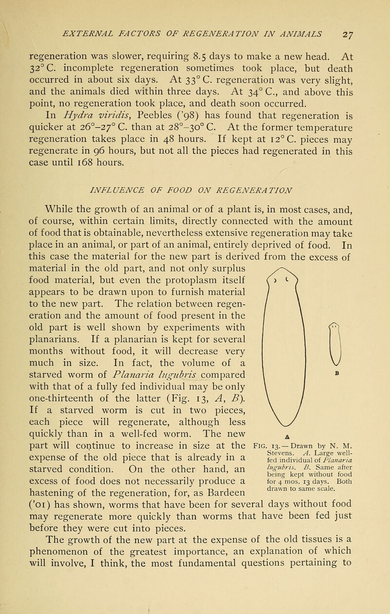 regeneration was slower, requiring 8.5 days to make a new head. At 32° C. incomplete regeneration sometimes took place, but death occurred in about six days. At 33° C. regeneration was very slight, and the animals died within three days. At 34° C, and above this point, no regeneration took place, and death soon occurred. In Hydra viridis, Peebles ('98) has found that regeneration is quicker at 26°-27° C. than at 28°-30° C. At the former temperature regeneration takes place in 48 hours. If kept at I2°C. pieces may regenerate in 96 hours, but not all the pieces had regenerated in this case until 168 hours. INFLUENCE OF FOOD ON REGENERATION While the growth of an animal or of a plant is, in most cases, and, of course, within certain limits, directly connected with the amount of food that is obtainable, nevertheless extensive regeneration may take place in an animal, or part of an animal, entirely deprived of food. In this case the material for the new part is derived from the excess of material in the old part, and not only surplus food material, but even the protoplasm itself appears to be drawn upon to furnish material to the new part. The relation between regen- eration and the amount of food present in the old part is well shown by experiments with planarians. If a planarian is kept for several months without food, it will decrease very much in size. In fact, the volume of a starved worm of Planaria higiibris compared with that of a fully fed individual may be only one-thirteenth of the latter (Fig. 13, A, B). If a starved worm is cut in two pieces, each piece will regenerate, although less quickly than in a well-fed worm. The new ^ part will coritinue to increase in size at the fig. 13. —Drawn by n. m. r -i. 1J • L^ i_ • ^ J • Stevens. A. Large well- expense of the old piece that is already in a fed individual of//awar.a starved condition. On the other hand, an i^gubns. b. Same after being kept without food excess of food does not necessarily produce a for 4 mos. 13 days. Both I,. ra.1 ^-r T>j„ drawn to same scale. hastening of the regeneration, for, as Bardeen ('01) has shown, worms that have been for several days without food may regenerate more quickly than worms that have been fed just before they were cut into pieces. The growth of the new part at the expense of the old tissues is a phenomenon of the greatest importance, an explanation of which will involve, I think, the most fundamental questions pertaining to