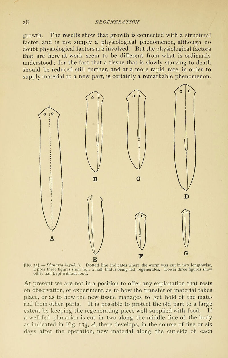 growth. The results show that growth is connected with a structural factor, and is not simply a physiological phenomenon, although no doubt physiological factors are involved. But the physiological factors that are here at work seem to be different from what is ordinarily understood; for the fact that a tissue that is slowly starving to death should be reduced still further, and at a more rapid rate, in order to supply material to a new part, is certainly a remarkable phenomenon. Fig. I3i. — Planaria lugubrls. Dotted line indicates where the worm was cut in two lengthwise. Upper three figures show how a half, that is being fed, regenerates. Lower three figures show other half kept without food. At present we are not in a position to offer any explanation that rests on observation, or experiment, as to how the transfer of material takes place, or as to how the new tissue manages to get hold of the mate- rial from other parts. It is possible to protect the old part to a large extent by keeping the regenerating piece well supplied with food. If a well-fed planarian is cut in two along the middle line of the body as indicated in Fig. 13^, A, there develops, in the course of five or six days after the operation, new material along the cut-side of each