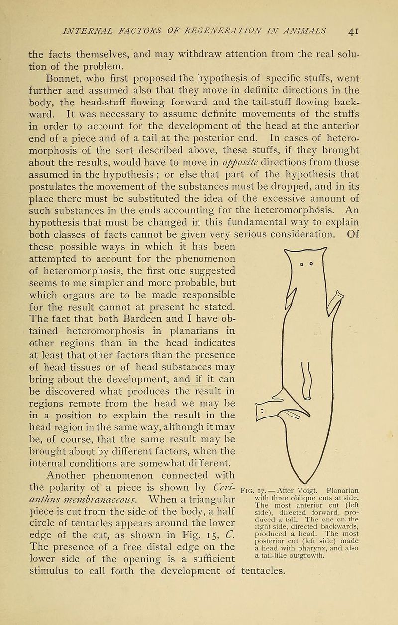 the facts themselves, and may withdraw attention from the real solu- tion of the problem. Bonnet, who first proposed the hypothesis of specific stuffs, went further and assumed also that they move in definite directions in the body, the head-stuff flowing forward and the tail-stuff flowing back- ward. It was necessary to assume definite movements of the stuffs in order to account for the development of the head at the anterior end of a piece and of a tail at the posterior end. In cases of hetero- morphosis of the sort described above, these stuffs, if they brought about the results, would have to move in opposite directions from those assumed in the hypothesis ; or else that part of the hypothesis that postulates the movement of the substances must be dropped, and in its place there must be substituted the idea of the excessive amount of such substances in the ends accounting for the heteromorphosis. An hypothesis that must be changed in this fundamental way to explain both classes of facts cannot be given very serious consideration. Of these possible ways in which it has been attempted to account for the phenomenon of heteromorphosis, the first one suggested seems to me simpler and more probable, but which organs are to be made responsible for the result cannot at present be stated. The fact that both Bardeen and I have ob- tained heteromorphosis in planarians in other regions than in the head indicates at least that other factors than the presence of head tissues or of head substances may bring about the development, and if it can be discovered what produces the result in regions remote from the head we may be in a position to explain the result in the head region in the same way, although it may be, of course, that the same result may be brought aboijt by different factors, when the internal conditions are somewhat different. Another phenomenon connected with the polarity of a piece is shown by Ceri- fig. 17. - After Voigt. Pianarian anthus membranaceous. When a triangular ^i'h three oblique cuts at side. piece is cut from the side of the body, a half circle of tentacles appears around the lower edge of the cut, as shown in Fig. 15, C. The presence of a free distal edge on the lower side of the opening is a sufficient stimulus to call forth the development of tentacles. Tlie most anterior cut (left side), directed forward, pro- duced a tail. The one on the right side, directed backwards, produced a head. The most posterior cut (left side) made a head with pharynx, and also a tail-like outgrowth.