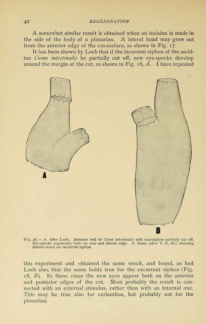 A somewhat similar result is obtained when an incision is made in the side of the body of a planarian. A lateral head may grow out from the anterior edge of the cut-surface, as shown in Fig. 17. It has been shown by Loeb that if the incurrent siphon of the ascid- ian Ciona intestinalis be partially cut off, new eye-specks develop around the margin of the cut, as shown in Fig. \Z, A. I have repeated Fig. 18. — A. After Loeb. Anterior end of Ciona intestinalis with oral-siphon partially cut off. Eye-specks regenerate, both on oral and aboral edge. B. Same (after T. H. M.), showing similar result on excurrent siphon. this experiment and obtained the same result, and found, as had Loeb also, that the same holds true for the excurrent siphon (Fig. 18, B\ In these cases the new eyes appear both on the anterior and posterior edges of the cut. Most probably the result is con- nected with an external stimulus, rather than with an internal one. This may be true also for cerianthus, but probably not for the planarian.