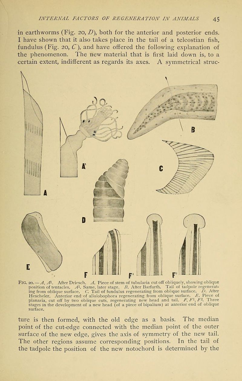 in earthworms (Fig. 20, D), both for the anterior and posterior ends. I have shown that it also takes place in the tail of a teleostian fish, fundulus (Fig. 20, C), and have offered the following explanation of the phenomenon. The new material that is first laid down is, to a certain extent, indifferent as regards its axes. A symmetrical struc- FlG. 20. — A, A^. After Driesch. A. Piece of stem of tubularia cut off obliquely, showing oblique position of tentacles. A^. Same, later stage. B. After Barfurth. Tail of tadpole regenerat- ing from oblique surface. C. Tail of fundulus regenerating from oblique surface. D. After Hescheler. Anterior end of allolobophora regenerating from oblique surface. E. Piece of planaria, cut off by two oblique cuts, regenerating new head and tail. F, F'^, F'^. Three stages in the development of a new head (of a piece of bipalium) at anterior end of oblique surface. ture is then formed, with the old edge as a basis. The median point of the cut-edge connected with the median point of the outer surface of the new edge, gives the axis of symmetry of the new tail. The other regions assume corresponding positions. In the tail of the tadpole the position of the new notochord is determined by the