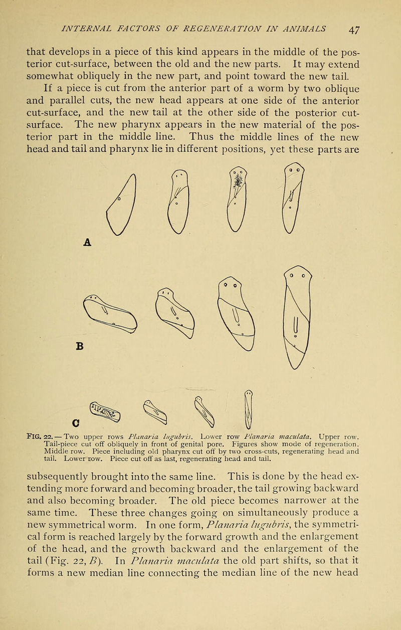 that develops in a piece of this kind appears in the middle of the pos- terior cut-surface, between the old and the new parts. It may extend somewhat obliquely in the new part, and point toward the new tail. If a piece is cut from the anterior part of a worm by two oblique and parallel cuts, the new head appears at one side of the anterior cut-surface, and the new tail at the other side of the posterior cut- surface. The new pharynx appears in the new material of the pos- terior part in the middle line. Thus the middle lines of the new head and tail and pharynx lie in different positions, yet these parts are Fig. 22. — Two upper rows Planaria liigubris. Lower row Flanaria maadata. Upper row. Tail-piece cut off obliquely in front of genital pore. Figures show mode of regeneration. Middle row. Piece including old pharynx cut off by two cross-cuts, regenerating head and tail. Lower row. Piece cut off as last, regenerating head and tail. subsequently brought into the same line. This is done by the head ex- tending more forward and becoming broader, the tail growing backward and also becoming broader. The old piece becomes narrower at the same time. These three changes going on simultaneously produce a new symmetrical worm. In one form, Planaria liLgiibris, the symmetri- cal form is reached largely by the forward growth and the enlargement of the head, and the growth backward and the enlargement of the tail (Fig. 22, B). In Planaria maailata the old part shifts, so that it forms a new median line connecting the median line of the new head
