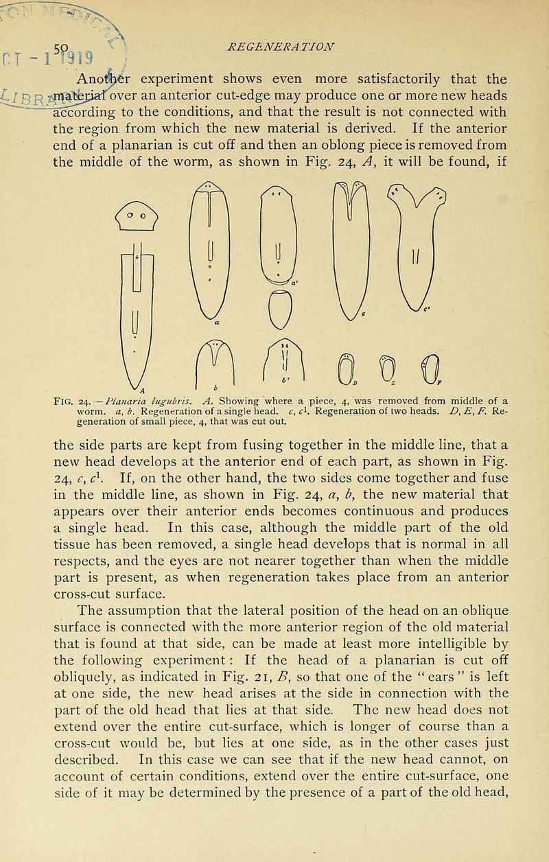 e?^^• -S^i 'y/r. ,fv CO ^ ^ REGENERATION CT-1I!I19 ; Ano^'fer experiment shows even more satisfactorily that the ^/g p •;|T^'fcfepaf over an anterior cut-edge may produce one or more new heads ' according to the conditions, and that the result is not connected with the region from which the new material is derived. If the anterior end of a planarian is cut off and then an oblong piece is removed from the middle of the worm, as shown in Fig. 24, A, it will be found, if Fig. 24. — Planaria lugubrls. A. Showing where a piece, 4, was removed from middle of a worm, a, b. Regeneration of a single head, c, cK Regeneration of two heads. £>, £, F. Re- generation of small piece, 4, that was cut out. the side parts are kept from fusing together in the middle line, that a new head develops at the anterior end of each part, as shown in Fig. 24, c, c^. If, on the other hand, the two sides come together and fuse in the middle line, as shown in Fig. 24, a, b, the new material that appears over their anterior ends becomes continuous and produces a single head. In this case, although the middle part of the old tissue has been removed, a single head develops that is normal in all respects, and the eyes are not nearer together than when the middle part is present, as when regeneration takes place from an anterior cross-cut surface. The assumption that the lateral position of the head on an oblique surface is connected with the more anterior region of the old material that is found at that side, can be made at least more intelligible by the following experiment: If the head of a planarian is cut off obliquely, as indicated in Fig. 21, B, so that one of the ears is left at one side, the new head arises at the side in connection with the part of the old head that lies at that side. The new head does not extend over the entire cut-surface, which is longer of course than a cross-cut would be, but lies at one side, as in the other cases just described. In this case we can see that if the new head cannot, on account of certain conditions, extend over the entire cut-surface, one side of it may be determined by the presence of a part of the old head.