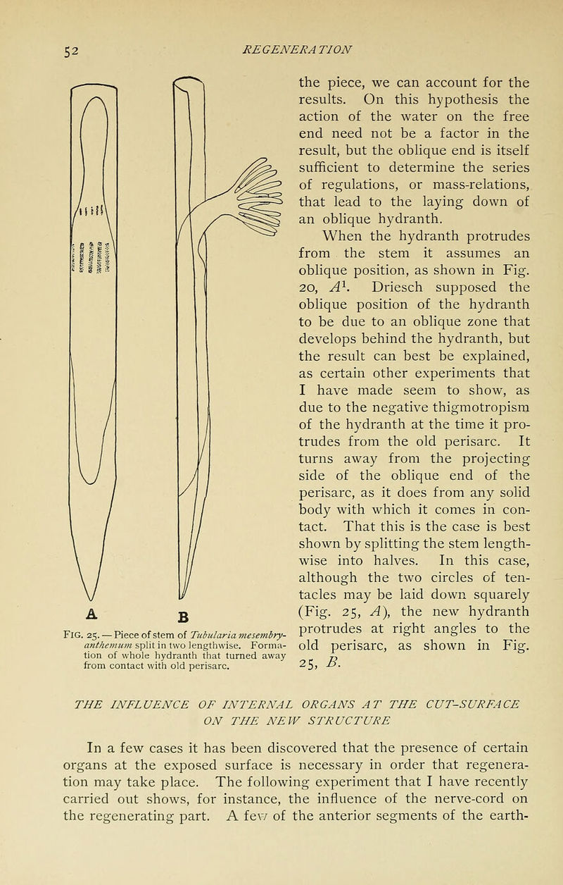 A B Fig. 25. — Piece of stem of Tubularia mesembry- anthetnu?n split in two lengthwise. Forma- tion of whole hydranth that turned away from contact with old perisarc. the piece, we can account for the results. On this hypothesis the action of the water on the free end need not be a factor in the result, but the oblique end is itself sufficient to determine the series of regulations, or mass-relations, that lead to the laying down of an oblique hydranth. When the hydranth protrudes from the stem it assumes an oblique position, as shown in Fig. 20, A^. Driesch supposed the oblique position of the hydranth to be due to an oblique zone that develops behind the hydranth, but the result can best be explained, as certain other experiments that I have made seem to show, as due to the negative thigmotropism of the hydranth at the time it pro- trudes from the old perisarc. It turns away from the projecting side of the oblique end of the perisarc, as it does from any solid body with which it comes in con- tact. That this is the case is best shown by splitting the stem length- wise into halves. In this case, although the two circles of ten- tacles may be laid down squarely (Fig. 25, A), the new hydranth protrudes at right angles to the old perisarc, as shown in Fig. 25, B. THE INFLUENCE OF INTERNAL ORGANS AT THE CUT-SURFACE ON THE NEW STRUCTURE In a few cases it has been discovered that the presence of certain organs at the exposed surface is necessary in order that regenera- tion may take place. The following experiment that I have recently carried out shows, for instance, the influence of the nerve-cord on the regenerating part. A few of the anterior segments of the earth-