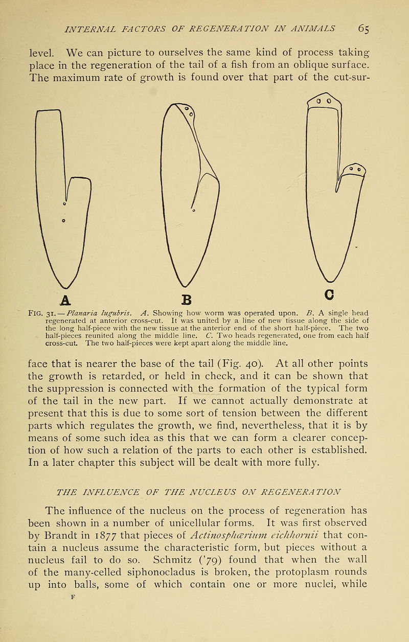 level. We can picture to ourselves the same kind of process taking place in the regeneration of the tail of a fish from an oblique surface. The maximum rate of growth is found over that part of the cut-sur- FlG. 31. — Planaria lugubris. A. Showing how worm was operated upon. B. A single head regenerated at anterior cross-cut. It was united by a Hne of new tissue along the side of the long half-piece with the new tissue at the anterior end of the short half-piece. The two half-pieces reunited along the middle line. C. Two heads regenerated, one from each half cross-cut. The two half-pieces were kept apart along the middle line. face that is nearer the base of the tail (Fig. 40). At all other points the growth is retarded, or held in check, and it can be shown that the suppression is connected with the formation of the typical form of the tail in the new part. If we cannot actually demonstrate at present that this is due to some sort of tension between the different parts which regulates the growth, we find, nevertheless, that it is by means of some such idea as this that we can form a clearer concep- tion of how such a relation of the parts to each other is established. In a later chapter this subject will be dealt with more fully. THE INFLUENCE OF THE NUCLEUS ON REGENERATION The influence of the nucleus on the process of regeneration has been shown in a number of unicellular forms. It was first observed by Brandt in 1877 that pieces of ActinospJicEriiiin eicJiJiornii that con- tain a nucleus assume the characteristic form, but pieces without a nucleus fail to do so. Schmitz ('79) found that when the wall of the many-celled siphonocladus is broken, the protoplasm rounds up into balls, some of which contain one or more nuclei, while F