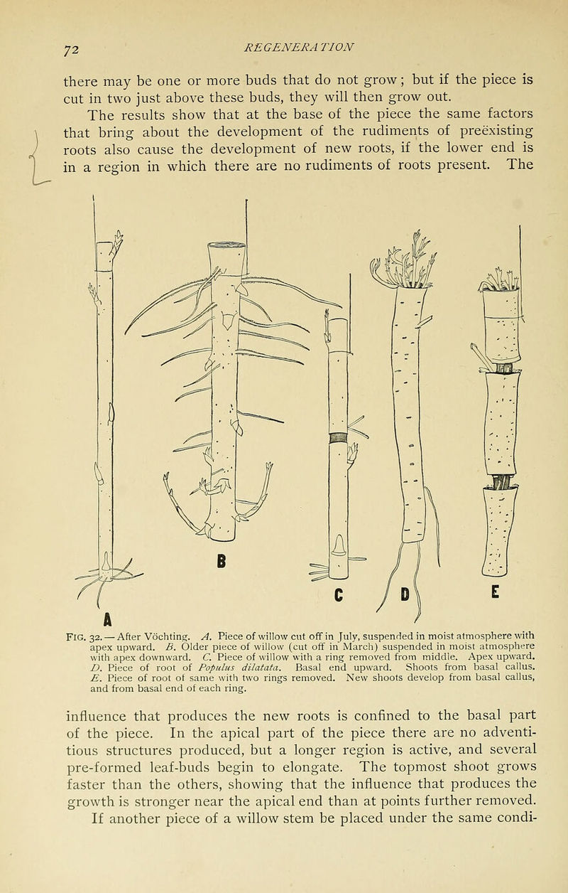 there may be one or more buds that do not grow; but if the piece is cut in two just above these buds, they will then grow out. The results show that at the base of the piece the same factors that bring about the development of the rudiments of preexisting roots also cause the development of new roots, if the lower end is in a region in which there are no rudiments of roots present. The Fig. 32. — After Vochtin?. A. Piece of willow cut off in July, suspended in moist atmosphere with apex upward. B. Older piece of willow (cut off in March) suspended in moist atmosphere with apex downward. C. Piece of willow with a ring removed from middle. Apex upward. D. Piece of root of Populus dilatata. Basal end upward. Shoots from basal callus. E. Piece of root of same with two rings removed. New shoots develop from basal callus, and from basal end of each ring. influence that produces the new roots is confined to the basal part of the piece. In the apical part of the piece there are no adventi- tious structures produced, but a longer region is active, and several pre-formed leaf-buds begin to elongate. The topmost shoot grows faster than the others, showing that the influence that produces the growth is stronger near the apical end than at points further removed. If another piece of a willow stem be placed under the same condi-