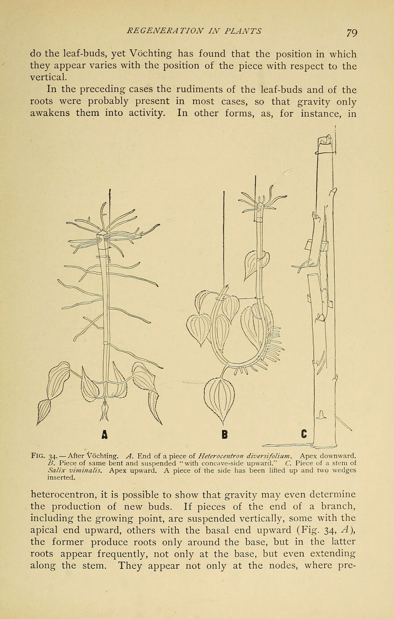 do the leaf-buds, yet Vochting has found that the position in which they appear varies with the position of the piece with respect to the vertical. In the preceding cases the rudiments of the leaf-buds and of the roots were probably present in most cases, so that gravity only awakens them into activity. In other forms, as, for instance, in Fig. 34. — After Vochting. A. End of a piece of Heferocenfron diversifolium. Apex downward. B. Piece of same bent and suspended with concave-side upward. C. Piece of a stem of Salix viviinalis. Apex upward. A piece of the side has been lifted up and two wedges inserted. heterocentron, it is possible to show that gravity may even determine the production of new buds. If pieces of the end of a branch, including the growing point, are suspended vertically, some with the apical end upward, others v/ith the basal end upward (Fig. 34, A), the former produce roots only around the base, but in the latter roots appear frequently, not only at the base, but even extending along the stem. They appear not only at the nodes, where pre-