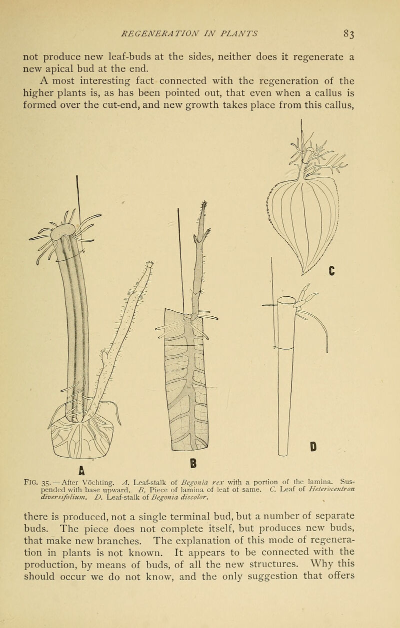 not produce new leaf-buds at the sides, neither does it regenerate a new apical bud at the end. A most interesting fact connected with the regeneration of the higher plants is, as has been pointed out, that even when a callus is formed over the cut-end, and new growth takes place from this callus. Fig. 35.—After Vochting. A. Leaf-stalk of Begonia rex with a portion of the lamina. Sus- pended with base upward. B. Piece of lamina of leaf of same. C. Leaf of Heteroceiitron diversifoliu7n. D. Leaf-stalk of Begonia discolor. there is produced, not a single terminal bud, but a number of separate buds. The piece does not complete itself, but produces new buds, that make new branches. The explanation of this mode of regenera- tion in plants is not known. It appears to be connected with the production, by means of buds, of all the new structures. Why this should occur we do not know, and the only suggestion that offers