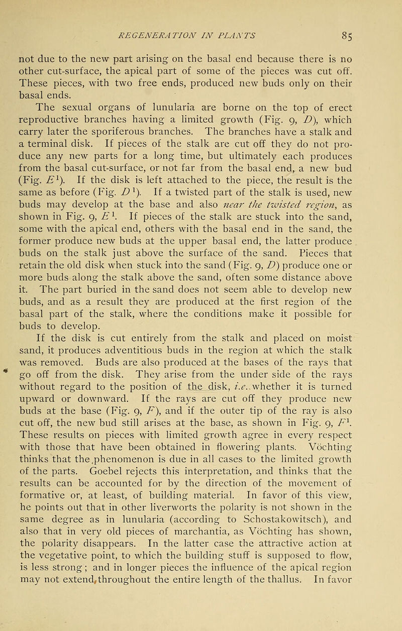 not due to the new part arising on the basal end because there is no other cut-surface, the apical part of some of the pieces was cut off. These pieces, with two free ends, produced new buds only on their basal ends. The sexual organs of lunularia are borne on the top of erect reproductive branches having a limited growth (Fig. 9, D), which carry later the sporiferous branches. The branches have a stalk and a terminal disk. If pieces of the stalk are cut off they do not pro- duce any new parts for a long time, but ultimately each produces from the basal cut-surface, or not far from the basal end, a new bud (Fig. E^). If the disk is left attached to the piece, the result is the same as before (Fig. D ^). If a twisted part of the stalk is used, new buds may develop at the base and also near the twisted region, as shown in Fig. 9, E ^. If pieces of the stalk are stuck into the sand, some with the apical end, others with the basal end in the sand, the former produce new buds at the upper basal end, the latter produce buds on the stalk just above the surface of the sand. Pieces that retain the old disk when stuck into the sand (Fig. 9, D) produce one or more buds along the stalk above the sand, often some distance above it. The part buried in the sand does not seem able to develop new- buds, and as a result they are produced at the first region of the basal part of the stalk, where the conditions make it possible for buds to develop. If the disk is cut entirely from the stalk and placed on moist sand, it produces adventitious buds in the region at which the stalk was removed. Buds are also produced at the bases of the rays that go off from the disk. They arise from the under side of the rays without regard to the position of the disk, /.^..whether it is turned upward or downward. If the rays are cut off they produce new buds at the base (Fig. 9, F~), and if the outer tip of the ray is also cut off, the new bud still arises at the base, as shown in Fig. 9, F'^. These results on pieces with limited growth agree in every respect with those that have been obtained in flowering plants. Vochting thinks that the .phenomenon is due in all cases to the limited growth of the parts. Goebel rejects this interpretation, and thinks that the results can be accounted for by the direction of the movement of formative or, at least, of building material. In favor of this view, he points out that in other liverworts the polarity is not shown in the same degree as in lunularia (according to Schostakowitsch), and also that in very old pieces of marchantia, as Vochting has shown, the polarity disappears. In the latter case the attractive action at the vegetative point, to which the building stuff is supposed to flow, is less strong; and in longer pieces the influence of the apical region may not extend,, throughout the entire length of the thallus. In favor