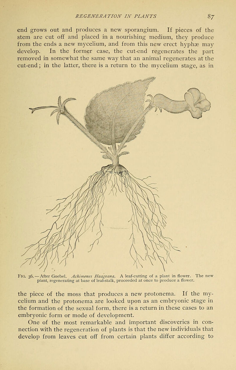 end grows out and produces a new sporangium. If pieces of the stem are cut off and placed in a nourishing medium, they produce from the ends a new myceHum, and from this new erect hyphae may develop. In the former case, the cut-end regenerates the part removed in somewhat the same way that an animal regenerates at the cut-end; in the latter, there is a return to the mycelium stage, as in i^ ,M!i'f'' <^^_ <^ V Fig. 36.—After Goebel. Achimenes Haageana. A leaf-cutting of a plant in flower. The new plant, regenerating at base of leaf-stalk, proceeded at once to produce a flower. the piece of the moss that produces a new protonema. If the my- celium and the protonema are looked upon as an embryonic stage in the formation of the sexual form, there is a return in these cases to an embryonic form or mode of development. One of the most remarkable and important discoveries in con- nection with the regeneration of plants is that the new individuals that develop from leaves cut off from certain plants differ according to