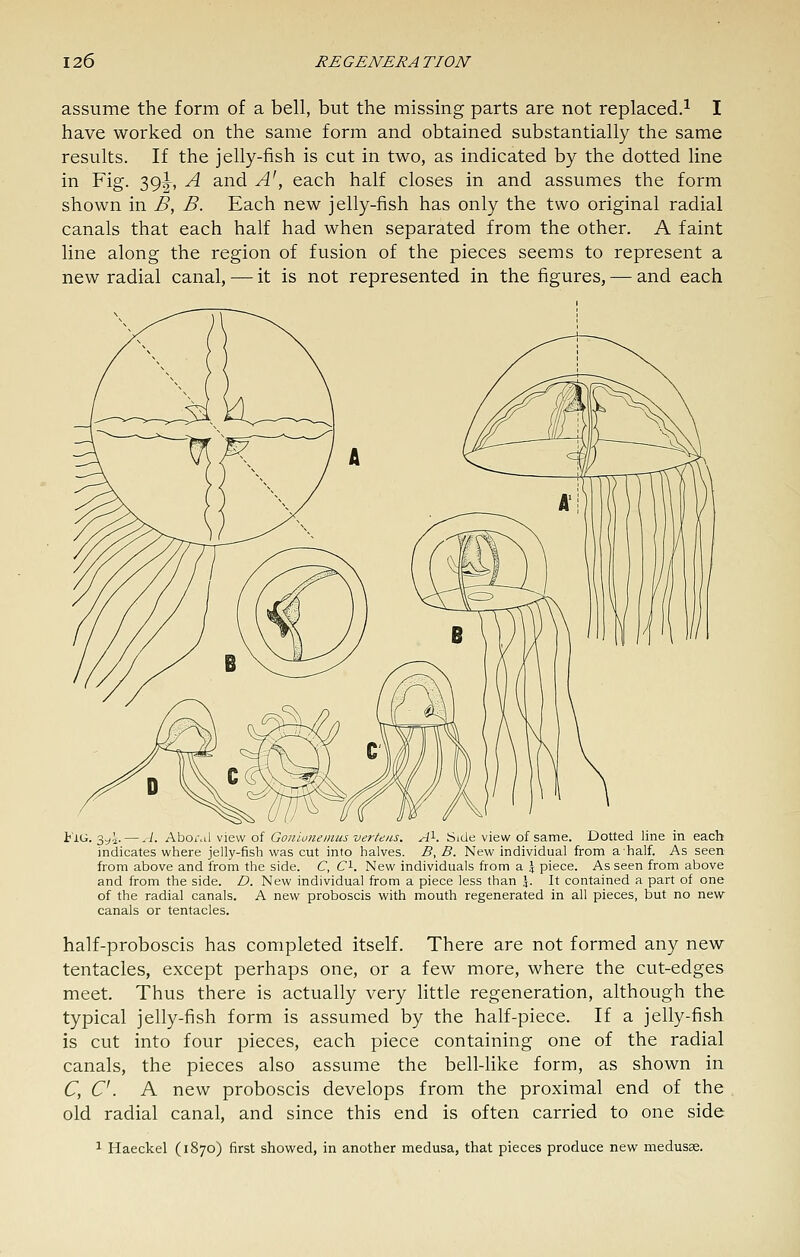 assume the form of a bell, but the missing parts are not replaced.^ I have worked on the same form and obtained substantially the same results. If the jelly-fish is cut in two, as indicated by the dotted line in Fig. 39^, A and A\ each half closes in and assumes the form shown in B, B. Each new jelly-fish has only the two original radial canals that each half had when separated from the other. A faint line along the region of fusion of the pieces seems to represent a new radial canal, — it is not represented in the figures, — and each t'lG. 35,.^. — A. AboAil view of Gonionemus verteas. A'^. Side view of same. Dotted line in each indicates where jelly-fish was cut into halves. B, B. New individual from a half. As seen from above and from the side. C, C^. New individuals from a \ piece. As seen from above and from the side. D. New individual from a piece less than \. It contained a part of one of the radial canals. A new proboscis with mouth regenerated in all pieces, but no new canals or tentacles. half-proboscis has completed itself. There are not formed any new tentacles, except perhaps one, or a few more, where the cut-edges meet. Thus there is actually very little regeneration, although the typical jelly-fish form is assumed by the half-piece. If a jelly-fish is cut into four pieces, each piece containing one of the radial canals, the pieces also assume the bell-like form, as shown in C, C. A new proboscis develops from the proximal end of the old radial canal, and since this end is often carried to one side 1 Haeckel (1870) first showed, in another medusa, that pieces produce new medusa.