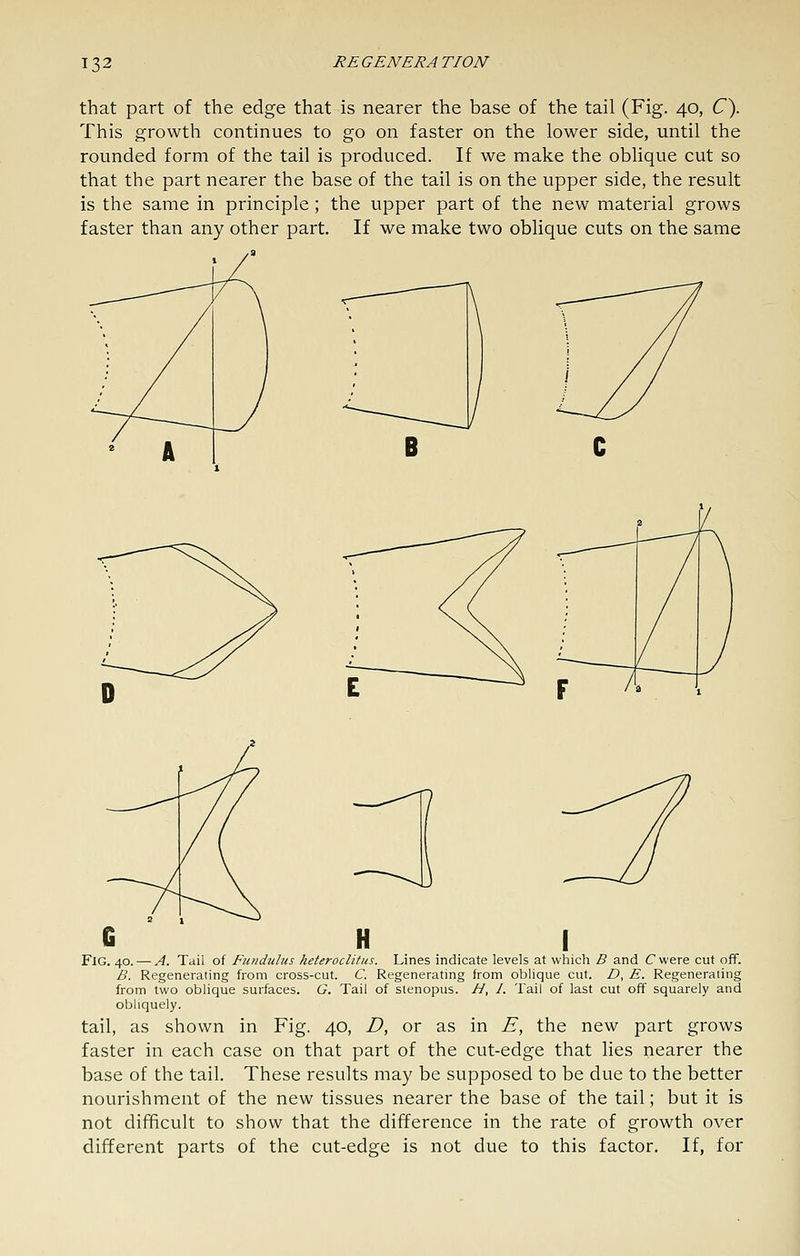 that part of the edge that is nearer the base of the tail (Fig. 40, C^. This growth continues to go on faster on the lower side, until the rounded form of the tail is produced. If we make the oblique cut so that the part nearer the base of the tail is on the upper side, the result is the same in principle; the upper part of the new material grows faster than any other part. If we make two oblique cuts on the same H I Fig. 40. — A. Tail of Fundulus heteroclitus. Lines indicate levels at which B and Cwere cut off. B. Regenerating from cross-cut. C. Regenerating from oblique cut. Z), E. Regenerating from two oblique surfaces. G. Tail of stenopus. //, /. Tail of last cut off squarely and obliquely. tail, as shown in Fig. 40, D, or as in E, the new part grows faster in each case on that part of the cut-edge that lies nearer the base of the tail. These results may be supposed to be due to the better nourishment of the new tissues nearer the base of the tail; but it is not difficult to show that the difference in the rate of growth over different parts of the cut-edge is not due to this factor. If, for