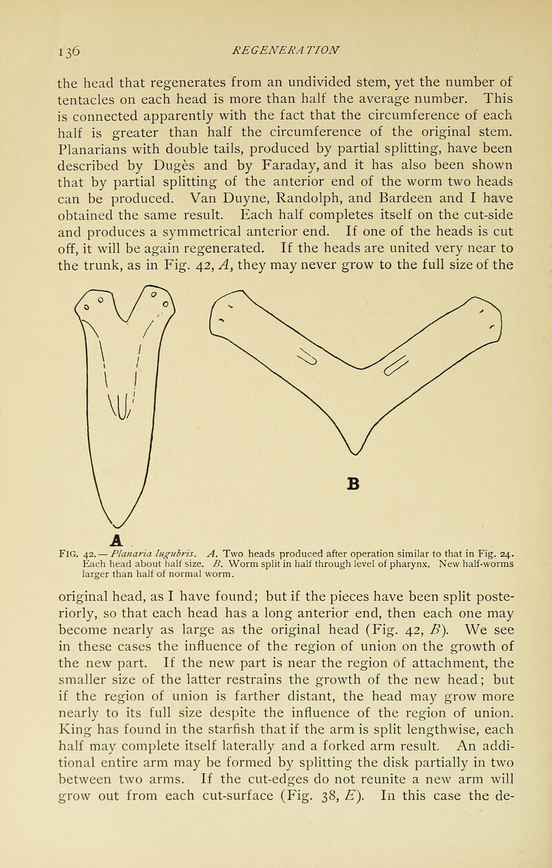 the head that regenerates from an undivided stem, yet the number of tentacles on each head is more than half the average number. This is connected apparently with the fact that the circumference of each half is greater than half the circumference of the original stem. Planarians with double tails, produced by partial splitting, have been described by Duges and by Faraday, and it has also been shown that by partial splitting of the anterior end of the worm two heads can be produced. Van Duyne, Randolph, and Bardeen and I have obtained the same result. Each half completes itself on the cut-side and produces a symmetrical anterior end. If one of the heads is cut off, it will be again regenerated. If the heads are united very near to the trunk, as in Fig. 42, A, they may never grow to the full size of the B Fig. 42.— Plattaria lugubris. A. Two heads produced after operation similar to that in Fig. 24. Each head about half size. B. Worm split in half through level of pharynx. New half-worms larger than half of normal worm. original head, as I have found; but if the pieces have been split poste- riorly, so that each head has a long anterior end, then each one may become nearly as large as the original head (Fig. 42, B\ We see in these cases the influence of the region of union on the growth of the new part. If the new part is near the region of attachment, the smaller size of the latter restrains the growth of the new head; but if the region of union is farther distant, the head may grow more nearly to its full size despite the influence of the region of union. King has found in the starfish that if the arm is split lengthwise, each half may complete itself laterally and a forked arm result. An addi- tional entire arm may be formed by splitting the disk partially in two between two arms. If the cut-edges do not reunite a new arm will grow out from each cut-surface (Fig. 38, £). In this case the de-