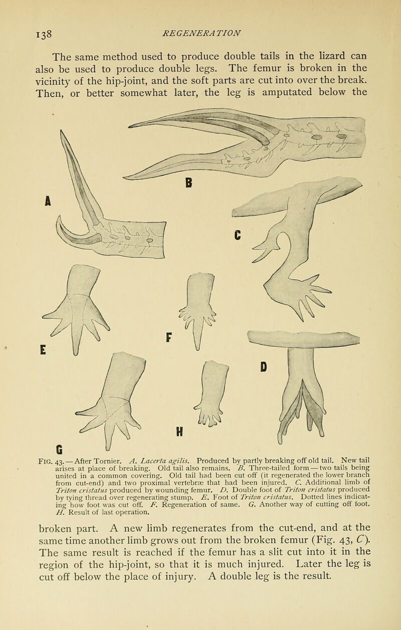 The same method used to produce double tails in the lizard can also be used to produce double legs. The femur is broken in the vicinity of the hip-joint, and the soft parts are cut into over the break. Then, or better somewhat later, the leg is amputated below the Fig. 43. — After Tornier. A. Lacerta agilis. Produced by partly breaking off old tail. New tail arises at place of breaking. Old tail also remains. B. Three-tailed form — two tails being united in a common covering. Old tail had been cut off (it regenerated the lower branch from cut-end) and two proximal vertebrse that had been injured. C. Additional limb of Triton cristatus produced by wounding femur. D. Double foot of Triton cristatus produced by tying thread over regenerating stump. E. Foot of Triton cristatus. Dotted lines indicat- ing how foot was cut off. F. Regeneration of same. G. Another way of cutting off foot. H. Result of last operation. broken part. A new limb regenerates from the cut-end, and at the same time another limb grows out from the broken femur (Fig. 43, C). The same result is reached if the femur has a slit cut into it in the region of the hip-joint, so that it is much injured. Later the leg is cut off below the place of injury. A double leg is the result.