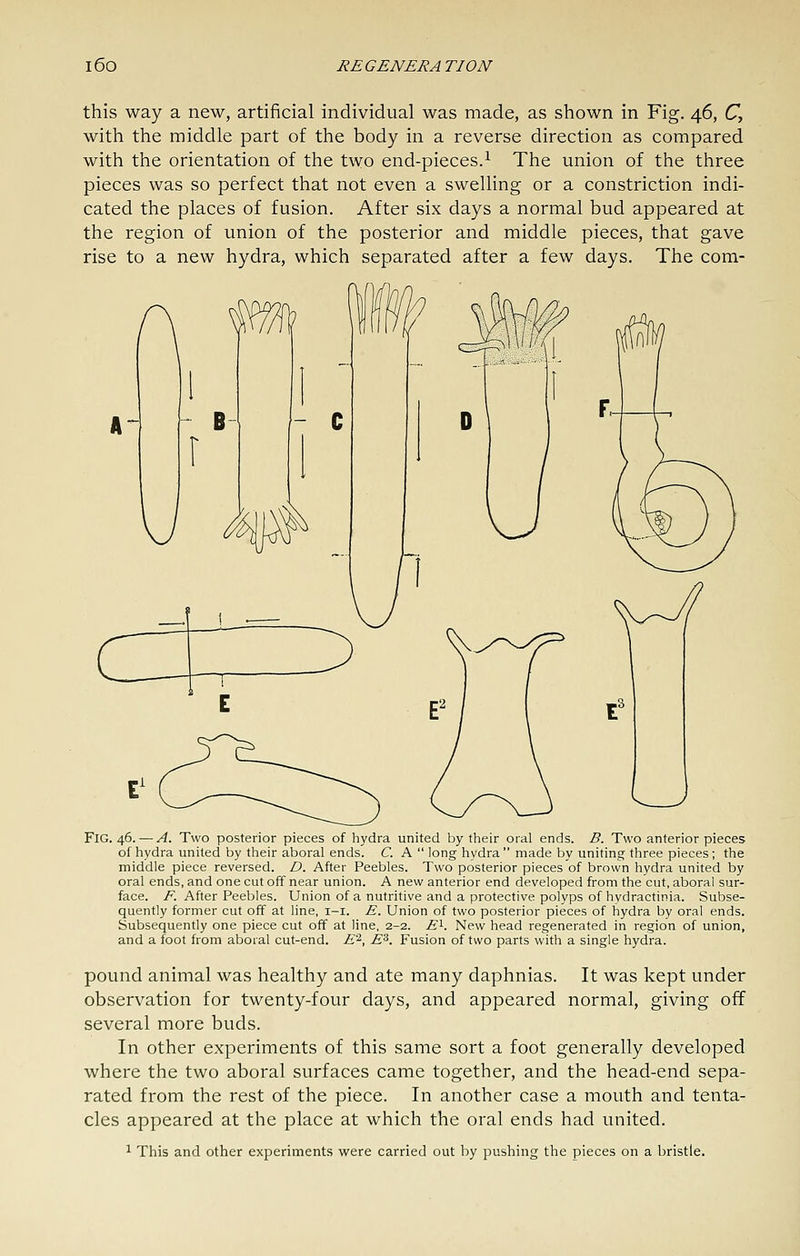 this way a new, artificial individual was made, as shown in Fig. 46, C, with the middle part of the body in a reverse direction as compared with the orientation of the two end-pieces.^ The union of the three pieces was so perfect that not even a swelling or a constriction indi- cated the places of fusion. After six days a normal bud appeared at the region of union of the posterior and middle pieces, that gave rise to a new hydra, which separated after a few days. The com- FlG. 46. — A. Two posterior pieces of liydra united by their oral ends. B. Two anterior pieces of hydra united by their aboral ends. C. A  long hydra  made by uniting three pieces ; the middle piece reversed. D. After Peebles. Two posterior pieces of brown hydra united by oral ends, and one cut off near union. A new anterior end developed from the cut, aboral sur- face, i^ After Peebles. Union of a nutritive and a protective polyps of hvdractinia. Subse- quently former cut off at line, i-i. E. Union of two posterior pieces of hydra by oral ends. Subsequently one piece cut off at line, 2-2. £i. New head regenerated in region of union, and a foot from aboral cut-end. E'^, E^. Fusion of two parts with a single hydra. pound animal was healthy and ate many daphnias. It was kept under observation for twenty-four days, and appeared normal, giving off several more buds. In other experiments of this same sort a foot generally developed where the two aboral surfaces came together, and the head-end sepa- rated from the rest of the piece. In another case a mouth and tenta- cles appeared at the place at which the oral ends had united. ^ This and other experiments were carried out by pushing the pieces on a bristle.