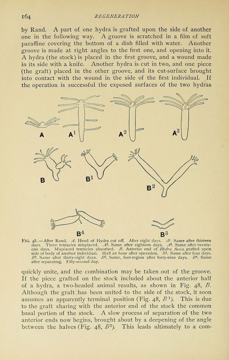 by Rand. A part of one hydra is grafted upon the side of another one in the following way. A groove is scratched in a film of soft paraffine covering the bottom of a dish filled with water. Another groove is made at right angles to the first one, and opening into it. A hydra (the stock) is placed in the first groove, and a wound made in its side with a knife. Another hydra is cut in two, and one piece (the graft) placed in the other groove, and its cut-surface brought into contact with the wound in the side of the first individual. If the operation is successful the exposed surfaces of the two hydras Fig. 48. — After Rand. A. Head of Hydra cut off. After eight dajs. A^. Same after thirteen days. Three tentacles misplaced. A^. Same after eighteen days. A^. Same after twenty- one days. Misplaced tentacles absorbed. B. Anterior end of Hydra fusca, grafted upon side of body of another individual. Half an hour after operation. /?l. Same after four days. i?2. Same after thirty-eight days. B^. Same, foot-region after forty-nine days. j5*. Same after separating. Fifty-second day. quickly unite, and the combination may be taken out of the groove. If the piece grafted on the stock included about the anterior half of a hydra, a two-headed animal results, as shown in Fig. 48, B. Although the graft has been united to the side of the stock, it soon assumes an apparently terminal position (Fig. 48, B^). This is due to the graft sharing with the anterior end of the stock the common basal portion of the stock. A slow process of separation of the two anterior ends now begins, brought about by a deepening of the angle between the halves (Fig. 48, B^). This leads ultimately to a com-