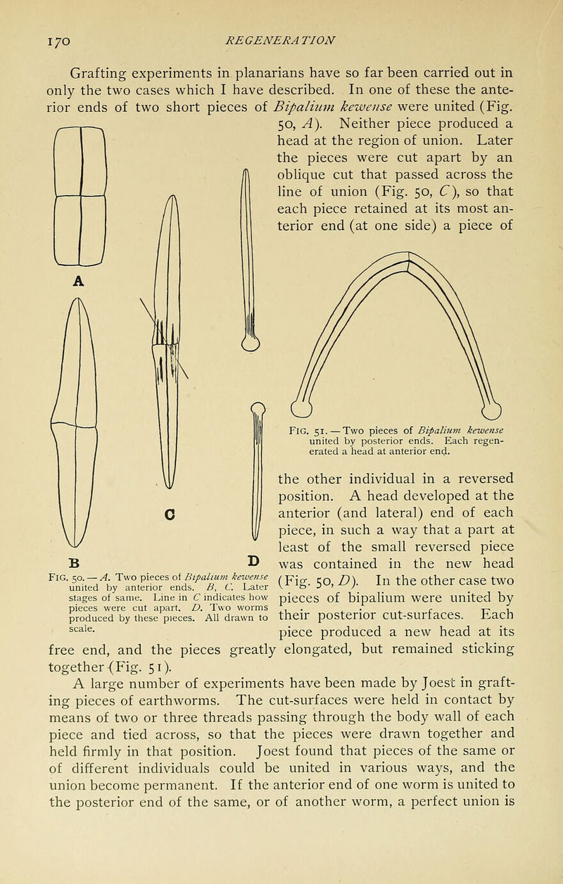 I/O Grafting experiments in planarians have so far been carried out in only the two cases which I have described. In one of these the ante- rior ends of two short pieces of Bipalium kewense were united (Fig. 50, A). Neither piece produced a head at the region of union. Later the pieces were cut apart by an obhque cut that passed across the hne of union (Fig. 50, C\ so that each piece retained at its most an- terior end (at one side) a piece of Fig. 51.—Two pieces of Bipalium kewense united by posterior ends. Each regen- erated a head at anterior end. the other individual in a reversed position. A head developed at the anterior (and lateral) end of each piece, in such a way that a part at least of the small reversed piece was contained in the new head (Fig. 50, D). In the other case two pieces of bipalium were united by their posterior cut-surfaces. Each piece produced a new head at its free end, and the pieces greatly elongated, but remained sticking together {Fig. 51). A large number of experiments have been made by Joest in graft- ing pieces of earthworms. The cut-surfaces were held in contact by means of two or three threads passing through the body wall of each piece and tied across, so that the pieces were drawn together and held firmly in that position. Joest found that pieces of the same or of different individuals could be united in various ways, and the union become permanent. If the anterior end of one worm is united to the posterior end of the same, or of another worm, a perfect union is B D Fig. 50. — A. Two pieces of Bipalium keivense united by anterior ends. B, C. Later stages of same. Line in C indicates how pieces were cut apart. D. Two worms produced by these pieces. All drawn to scale.
