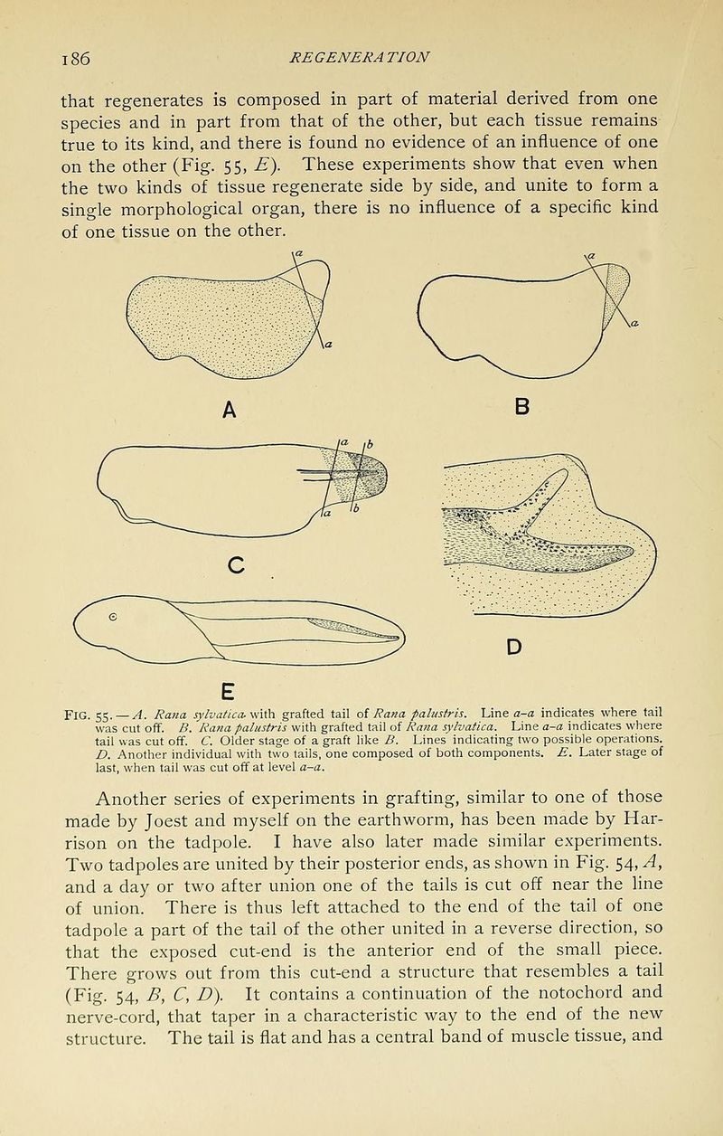that regenerates is composed in part of material derived from one species and in part from that of the other, but each tissue remains true to its kind, and there is found no evidence of an influence of one on the other (Fig. 55, E). These experiments show that even when the two kinds of tissue regenerate side by side, and unite to form a single morphological organ, there is no influence of a specific kind of one tissue on the other. B Fjg. 55.—A. Rana sy/vafica- with grafted tail oi Rana palustris. Line a-a indicates where tail was cut off. D. Ra7ia palustris with grafted tail of Rana sylvatica. Line a-a indicates where tail was cut off. C. Older stage of a graft like B. Lines' indicating two possible operations. D. Another individual with two tails, one composed of both components. E. Later stage of last, when tail was cut off at level a-a. Another series of experiments in grafting, similar to one of those made by Joest and myself on the earthworm, has been made by Har- rison on the tadpole. I have also later made similar experiments. Two tadpoles are united by their posterior ends, as shown in Fig. 54, A, and a day or two after union one of the tails is cut off near the line of union. There is thus left attached to the end of the tail of one tadpole a part of the tail of the other united in a reverse direction, so that the exposed cut-end is the anterior end of the small piece. There grows out from this cut-end a structure that resembles a tail (Fig. 54, B, C, D). It contains a continuation of the notochord and nerve-cord, that taper in a characteristic way to the end of the new structure. The tail is flat and has a central band of muscle tissue, and