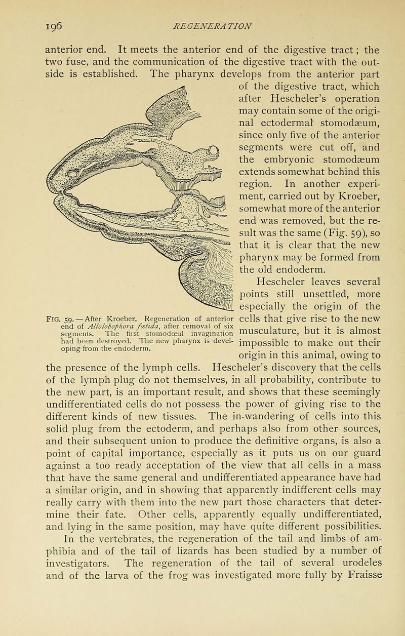 anterior end. It meets the anterior end of the digestive tract; the two fuse, and the communication of the digestive tract with the out- side is established. The pharynx develops from the anterior part of the digestive tract, which after Hescheler's operation may contain some of the origi- nal ectodermal stomodaeum, since only five of the anterior segments were cut off, and the embryonic stomodaeum extends somewhat behind this region. In another experi- ment, carried out by Kroeber, somewhat more of the anterior end was removed, but the re- sult was the same (Fig. 59), so that it is clear that the new pharynx may be formed from the old endoderm. Hescheler leaves several points still unsettled, more especially the origin of the Fig. 59.—After Kroeber. Regeneration of anterior cells that give risC tO the nCW end of Allolobophora fcetida, after removal of six ■■ , r,^ j. •*. • i ^ segments. The first stomodceal invaginadon mUSCUiatUrC, DUt It IS aimOSt had been destroyed The new pharynx is devel- impossible tO make OUt their opmg from the endoderm. ^ origin in this animal, owmg to the presence of the lymph cells. Hescheler's discovery that the cells of the lymph plug do not themselves, in all probability, contribute to the new part, is an important result, and shows that these seemingly undifferentiated cells do not possess the power of giving rise to the different kinds of new tissues. The in-wandering of cells into this solid plug from the ectoderm, and perhaps also from other sources, and their subsequent union to produce the definitive organs, is also a point of capital importance, especially as it puts us on our guard against a too ready acceptation of the view that all cells in a mass that have the same general and undifferentiated appearance have had a similar origin, and in showing that apparently indifferent cells may really carry with them into the new part those characters that deter- mine their fate. Other cells, apparently equally undifferentiated, and lying in the same position, may have quite different possibilities. In the vertebrates, the regeneration of the tail and limbs of am- phibia and of the tail of hzards has been studied by a number of investigators. The regeneration of the tail of several urodeles and of the larva of the frog was investigated more fully by Fraisse