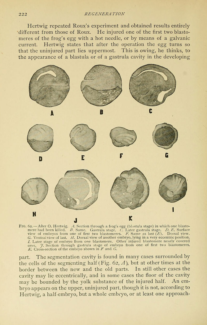 Hertwig repeated Roux's experiment and obtained results entirely different from those of Roux. He injured one of the first two blasto- meres of the frog's ^g^ with a hot needle, or by means of a galvanic current. Hertwig states that after the operation the o.g'g turns so that the uninjured part lies uppermost. This is owing, he thinks, to the appearance of a blastula or of a gastrula cavity in the developing V Fig. 62. — After O. Hertwig. A. Section through a frog's egg (blastula stage) in which one blasto- mere had been killed. B. Same. Gastrula stage. C. Later gastrula stage. Z?, E. Surface view of embryos from one of first two blastomeres. F. Same as last (E). Dorsal view. G. Ventral view of last. H. Dorsal view of another embryo, lying in a very eccentric position. /. Later stage of embryo from one blastomere. Other injured blastomere nearly covered over. J. Section through gastrula stage of embryo from one of first two blastomeres. K. Cross-section of the embryo shown in F and G. part. The segmentation cavity is found in many cases surrounded by the cells of the segmenting half (Fig. 62, A), but at other times at the border between the new and the old parts. In still other cases the cavity may lie eccentrically, and in some cases the floor of the cavity may be bounded by the yolk substance of the injured half. An em- bryo appears on the upper, uninjured part, though it is not, according to Hertwig, a half-embryo, but a whole embryo, or at least one approach-