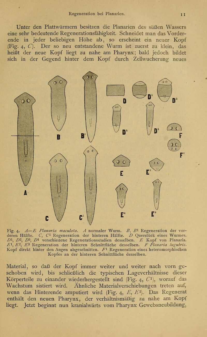 Unter den Plattwürmern besitzen die Planarien des süßen Wassers eine sehr bedeutende Regenerationsfähigkeit. Schneidet man das Vorder- ende in jeder beliebigen Höhe ab, so erscheint ein neuer Kopf (Fig. 4, C). Der so neu entstandene Wurm ist zuerst zu klein, das heißt der neue Kopf liegt zu nahe am Pharynx; bald jedoch bildet sich in der Gegend hinter dem Kopf durch Zellwucherung neues Fig. 4. A—E Planaria maculata. A normaler Wurm. B, B1 Regeneration der vor- deren Hälfte. C, C1 Regeneration der hinteren Hälfte. D Querstück eines Wurmes. D1, Z>2, Z>3, Z>4 verschiedene Regenerationsstadien desselben. E Kopf von Planaria. El, E2, Es Regeneration der hinteren Schnittfläche desselben. F Planaria hcgubris. Kopf direkt hinter den Augen abgeschnitten. El Regeneration eines heteromorphischen Kopfes an der hinteren Schnittfläche desselben. Material, so daß der Kopf immer weiter und weiter nach vorn ge- schoben wird, bis schließlich die typischen Lageverhältnisse dieser Körperteile zu einander wiederhergestellt sind (Fig. 4, C1), worauf das Wachstum sistiert wird. Ähnliche Materialverschiebungen treten auf, wenn das Hinterende amputiert wird (Fig. 4, E, E1). Das Regenerat enthält den neuen Pharynx, der verhältnismäßig zu nahe am Kopf liegt. Jetzt beginnt nun kranialwärts vom Pharynx Gewebsneubildung,