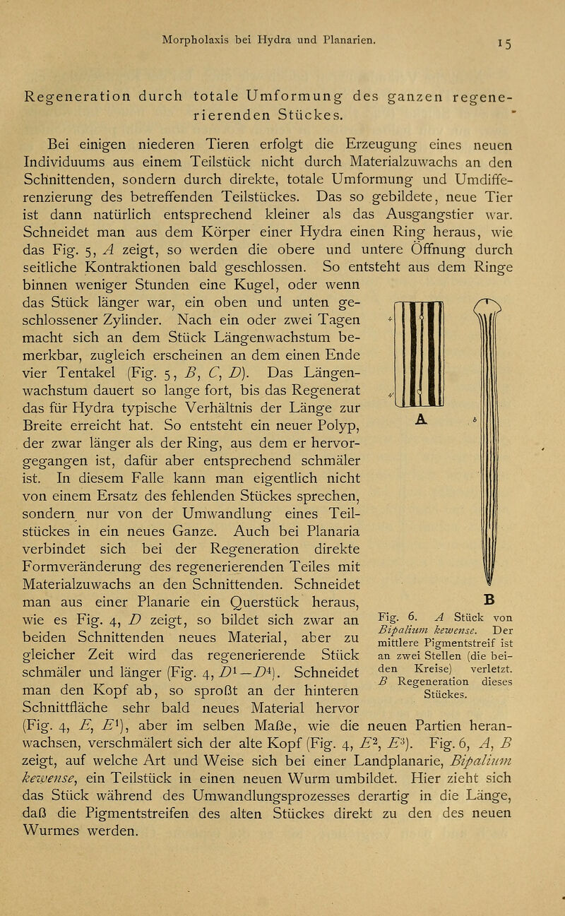 Morpholaxis bei Hydra und Planarien. m Regeneration durch totale Umformung- des ganzen regene- rierenden Stückes. Bei einigen niederen Tieren erfolgt die Erzeugung eines neuen Individuums aus einem Teilstück nicht durch Materialzuwachs an den Schnittenden, sondern durch direkte, totale Umformung und Umdiffe- renzierung des betreffenden Teilstückes. Das so gebildete, neue Tier ist dann natürlich entsprechend kleiner als das Ausgangstier war. Schneidet man aus dem Körper einer Hydra einen Ring heraus, wie das Fig. 5, A zeigt, so werden die obere und untere Öffnung durch seitliche Kontraktionen bald geschlossen. So entsteht aus dem Ringe binnen weniger Stunden eine Kugel, oder wenn das Stück länger war, ein oben und unten ge- schlossener Zylinder. Nach ein oder zwei Tagen macht sich an dem Stück Längenwachstum be- merkbar, zugleich erscheinen an dem einen Ende vier Tentakel (Fig. 5, B, C, D). Das Längen- wachstum dauert so lange fort, bis das Regenerat das für Hydra typische Verhältnis der Länge zur Breite erreicht hat. So entsteht ein neuer Polyp, der zwar länger als der Ring, aus dem er hervor- gegangen ist, dafür aber entsprechend schmäler ist. In diesem Falle kann man eigentlich nicht von einem Ersatz des fehlenden Stückes sprechen, sondern nur von der Umwandlung eines Teil- stückes in ein neues Ganze. Auch bei Planaria verbindet sich bei der Regeneration direkte Formveränderung des regenerierenden Teiles mit Materialzuwachs an den Schnittenden. Schneidet man aus einer Planarie ein Querstück heraus, wie es Fig. 4, D zeigt, so bildet sich zwar an beiden Schnittenden neues Material, aber zu gleicher Zeit wird das regenerierende Stück schmäler und länger (Fig. 4, Dl— D±). Schneidet man den Kopf ab, so sproßt an der hinteren Schnittfläche sehr bald neues Material hervor (Fig. 4, B, Ex), aber im selben Maße, wie die neuen Partien heran- wachsen, verschmälert sich der alte Kopf (Fig. 4, B'2, E'A). Fig. 6, A, B zeigt, auf welche Art und Weise sich bei einer Landplanarie, Bipaliitm kewense, ein Teilstück in einen neuen Wurm umbildet. Hier zieht sich das Stück während des Umwandlungsprozesses derartig in die Länge, daß die Pigmentstreifen des alten Stückes direkt zu den des neuen Wurmes werden. B Fig. 6. A Stück von Bipaliitm kewense. Der mittlere Pigmentstreif ist an zwei Stellen (die bei- den Kreise) verletzt. B Regeneration dieses Stückes.