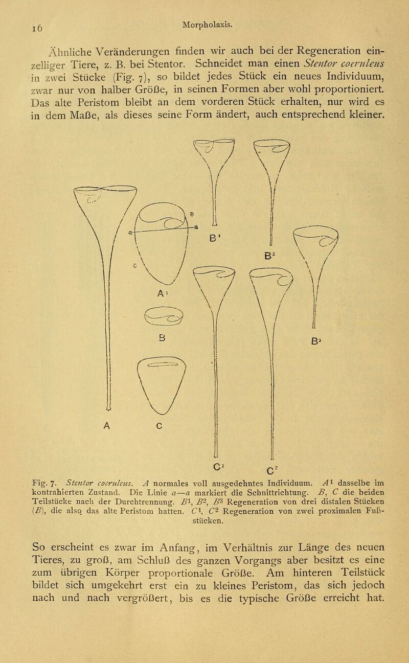 Morpholaxis. Ähnliche Veränderungen finden wir auch bei der Regeneration ein- zelliger Tiere, z. B. bei Stentor. Schneidet man einen Stentor coeruleus in zwei Stücke (Fig. 7), so bildet jedes Stück ein neues Individuum, zwar nur von halber Größe, in seinen Formen aber wohl proportioniert. Das alte Peristom bleibt an dem vorderen Stück erhalten, nur wird es in dem Maße, als dieses seine Form ändert, auch entsprechend kleiner. Fig. 7. Stentor coeruleus. A normales voll ausgedehntes Individuum. A l dasselbe im kontrahierten Zustand. Die Linie a—a markiert die Schnittrichtung, B, C die beiden Teilstücke nach der Durchtrennung. Bl, B~, B% Regeneration von drei distalen Stücken IB), die also, das alte Peristom hatten. C\ C2 Regeneration von zwei proximalen Fuß- stücken. So erscheint es zwar im Anfang, im Verhältnis zur Länge des neuen Tieres, zu groß, am Schluß des ganzen Vorgangs aber besitzt es eine zum übrigen Körper proportionale Größe. Am hinteren Teilstück bildet sich umgekehrt erst ein zu kleines Peristom, das sich jedoch nach und nach vergrößert, bis es die typische Größe erreicht hat.