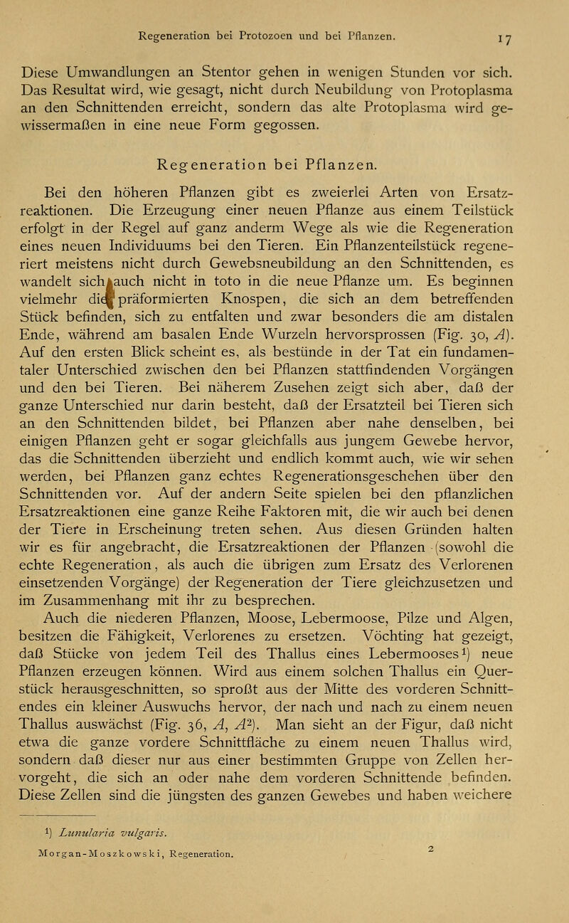 Regeneration bei Protozoen und bei Pflanzen. Diese Umwandlungen an Stentor gehen in wenigen Stunden vor sich. Das Resultat wird, wie gesagt, nicht durch Neubildung von Protoplasma an den Schnittenden erreicht, sondern das alte Protoplasma wird ge- wissermaßen in eine neue Form gegossen. Regeneration bei Pflanzen. Bei den höheren Pflanzen gibt es zweierlei Arten von Ersatz- reaktionen. Die Erzeugung einer neuen Pflanze aus einem Teilstück erfolgt in der Regel auf ganz anderm Wege als wie die Regeneration eines neuen Individuums bei den Tieren. Ein Pflanzenteilstück regene- riert meistens nicht durch Gewebsneubildung an den Schnittenden, es wandelt sichiauch nicht in toto in die neue Pflanze um. Es beginnen vielmehr did^präformierten Knospen, die sich an dem betreffenden Stück befinden, sich zu entfalten und zwar besonders die am distalen Ende, während am basalen Ende Wurzeln hervorsprossen (Fig. 30, A). Auf den ersten Blick scheint es, als bestünde in der Tat ein fundamen- taler Unterschied zwischen den bei Pflanzen stattfindenden Vorgängen und den bei Tieren. Bei näherem Zusehen zeigt sich aber, daß der ganze Unterschied nur darin besteht, daß der Ersatzteil bei Tieren sich an den Schnittenden bildet, bei Pflanzen aber nahe denselben, bei einigen Pflanzen geht er sogar gleichfalls aus jungem Gewebe hervor, das die Schnittenden überzieht und endlich kommt auch, wie wir sehen werden, bei Pflanzen ganz echtes Regenerationsgeschehen über den Schnittenden vor. Auf der andern Seite spielen bei den pflanzlichen Ersatzreaktionen eine ganze Reihe Faktoren mit, die wir auch bei denen der Tiere in Erscheinung treten sehen. Aus diesen Gründen halten wir es für angebracht, die Ersatzreaktionen der Pflanzen (sowohl die echte Regeneration, als auch die übrigen zum Ersatz des Verlorenen einsetzenden Vorgänge) der Regeneration der Tiere gleichzusetzen und im Zusammenhang mit ihr zu besprechen. Auch die niederen Pflanzen, Moose, Lebermoose, Pilze und Algen, besitzen die Fähigkeit, Verlorenes zu ersetzen. Vöchting hat gezeigt, daß Stücke von jedem Teil des Thallus eines Lebermooses1) neue Pflanzen erzeugen können. Wird aus einem solchen Thallus ein Quer- stück herausgeschnitten, so sproßt aus der Mitte des vorderen Schnitt- endes ein kleiner Auswuchs hervor, der nach und nach zu einem neuen Thallus auswächst (Fig. 36, A, A2). Man sieht an der Figur, daß nicht etwa die ganze vordere Schnittfläche zu einem neuen Thallus wird, sondern daß dieser nur aus einer bestimmten Gruppe von Zellen her- vorgeht, die sich an oder nahe dem vorderen Schnittende befinden. Diese Zellen sind die jüngsten des ganzen Gewebes und haben weichere 1) Lunularia vulgaris. Morgan-Mo szkowski, Regeneration.