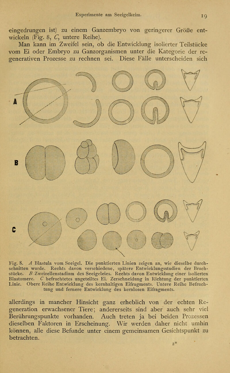 Experimente am Seeigelkeim. eingedrungen ist) zu einem Ganzembryo von geringerer Größe ent- wickeln (Fig. 8, C) untere Reihe). Man kann im Zweifel sein, ob die Entwicklung isolierter Teilstücke vom Ei oder Embryo zu Ganzorganismen unter die Kategorie der re- generativen Prozesse zu rechnen sei. Diese Fälle unterscheiden sich B Fig. 8. A Blastula vom Seeigel. Die punktierten Linien zeigen an, wie dieselbe durch- schnitten wurde. Rechts davon verschiedene, spätere Entwicklungsstadien der Bruch- stücke. B Zweizellenstadium des Seeigeleies. Rechts davon Entwicklung einer isolierten Blastomere. C befruchtetes ungeteiltes Ei. Zerschneidung in Richtung der punktierten Linie. Obere Reihe Entwicklung des kernhaltigen Eifragments. Untere Reihe Befruch- tung und fernere Entwicklung des kernlosen Eifragments. allerdings in mancher Hinsicht ganz erheblich von der echten Re- generation erwachsener Tiere; andererseits sind aber auch sehr viel Berührungspunkte vorhanden. Auch treten ja bei beiden Prozessen dieselben Faktoren in Erscheinung. Wir werden daher nicht umhin können, alle diese Befunde unter einem gemeinsamen Gesichtspunkt zu betrachten.