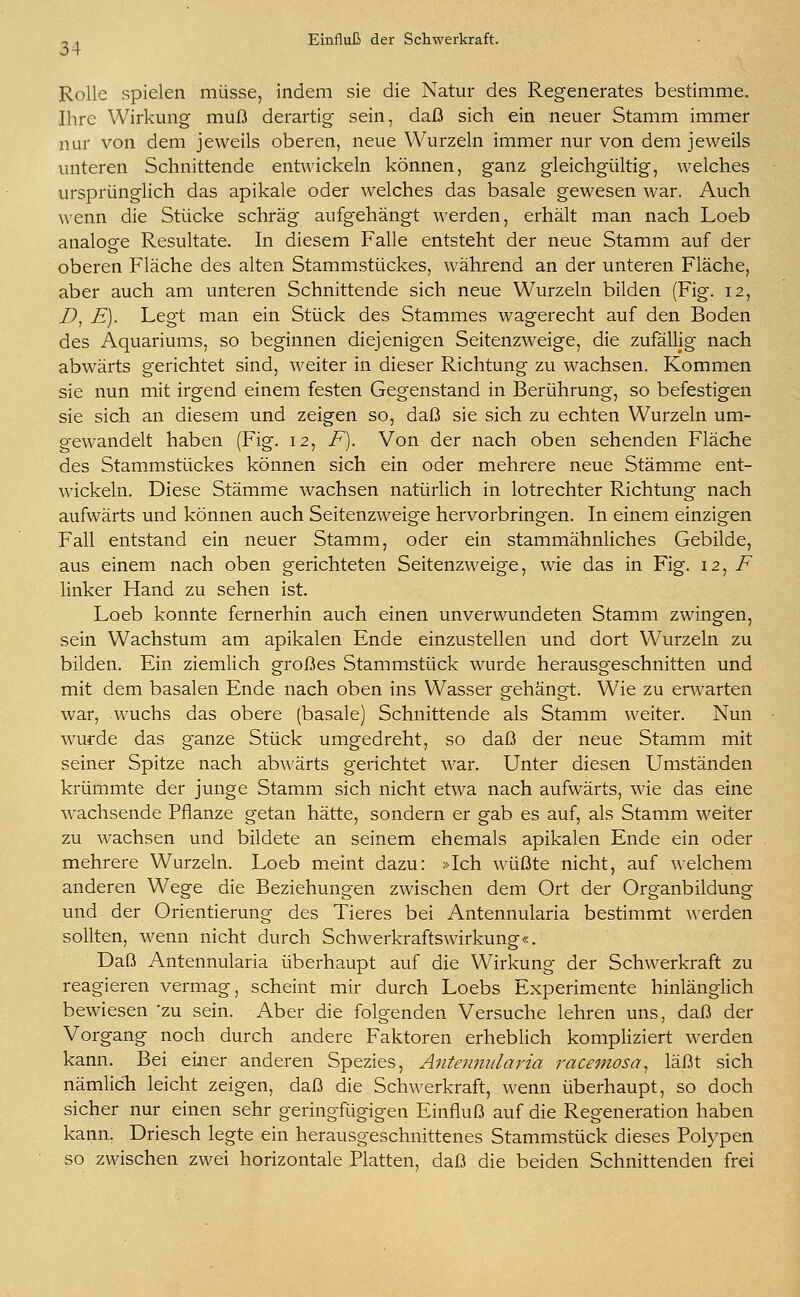 Rolle spielen müsse, indem sie die Natur des Regenerates bestimme. Ihre Wirkung muß derartig sein, daß sich ein neuer Stamm immer nur von dem jeweils oberen, neue Wurzeln immer nur von dem jeweils unteren Schnittende entwickeln können, ganz gleichgültig, welches ursprünglich das apikale oder welches das basale gewesen war. Auch wenn die Stücke schräg aufgehängt werden, erhält man nach Loeb analoge Resultate. In diesem Falle entsteht der neue Stamm auf der oberen Fläche des alten Stammstückes, während an der unteren Fläche, aber auch am unteren Schnittende sich neue Wurzeln bilden (Fig. 12, I), E). Legt man ein Stück des Stammes wagerecht auf den Boden des Aquariums, so beginnen diejenigen Seitenzweige, die zufällig nach abwärts gerichtet sind, weiter in dieser Richtung zu wachsen. Kommen sie nun mit irgend einem festen Gegenstand in Berührung, so befestigen sie sich an diesem und zeigen so, daß sie sich zu echten Wurzeln um- gewandelt haben (Fig. 12, F). Von der nach oben sehenden Fläche des Stammstückes können sich ein oder mehrere neue Stämme ent- wickeln. Diese Stämme wachsen natürlich in lotrechter Richtung nach aufwärts und können auch Seitenzweige hervorbringen. In einem einzigen Fall entstand ein neuer Stamm, oder ein stammähnliches Gebilde, aus einem nach oben gerichteten Seitenzweige, wie das in Fig. 12, F linker Hand zu sehen ist. Loeb konnte fernerhin auch einen unverwundeten Stamm zwingen, sein Wachstum am apikalen Ende einzustellen und dort Wurzeln zu bilden. Ein ziemlich großes Stammstück wurde herausgeschnitten und mit dem basalen Ende nach oben ins Wasser gehängt. W7ie zu erwarten war, wuchs das obere (basale) Schnittende als Stamm weiter. Nun wurde das ganze Stück umgedreht, so daß der neue Stamm mit seiner Spitze nach abwärts gerichtet war. Unter diesen Umständen krümmte der junge Stamm sich nicht etwa nach aufwärts, wie das eine wachsende Pflanze getan hätte, sondern er gab es auf, als Stamm weiter zu wachsen und bildete an seinem ehemals apikalen Ende ein oder mehrere Wurzeln. Loeb meint dazu: »Ich wüßte nicht, auf welchem anderen Wege die Beziehungen zwischen dem Ort der Organbildung und der Orientierung des Tieres bei Antennularia bestimmt werden sollten, wenn nicht durch Schwerkraftswirkung«. Daß Antennularia überhaupt auf die Wirkung der Schwerkraft zu reagieren vermag, scheint mir durch Loebs Experimente hinlänglich bewiesen 'zu sein. Aber die folgenden Versuche lehren uns, daß der Vorgang noch durch andere Faktoren erheblich kompliziert werden kann. Bei einer anderen Spezies, Antennularia racemosa, läßt sich nämlich leicht zeigen, daß die Schwerkraft, wenn überhaupt, so doch sicher nur einen sehr geringfügigen Einfluß auf die Regeneration haben kann. Driesch legte ein herausgeschnittenes Stammstück dieses Polypen so zwischen zwei horizontale Platten, daß die beiden Schnittenden frei