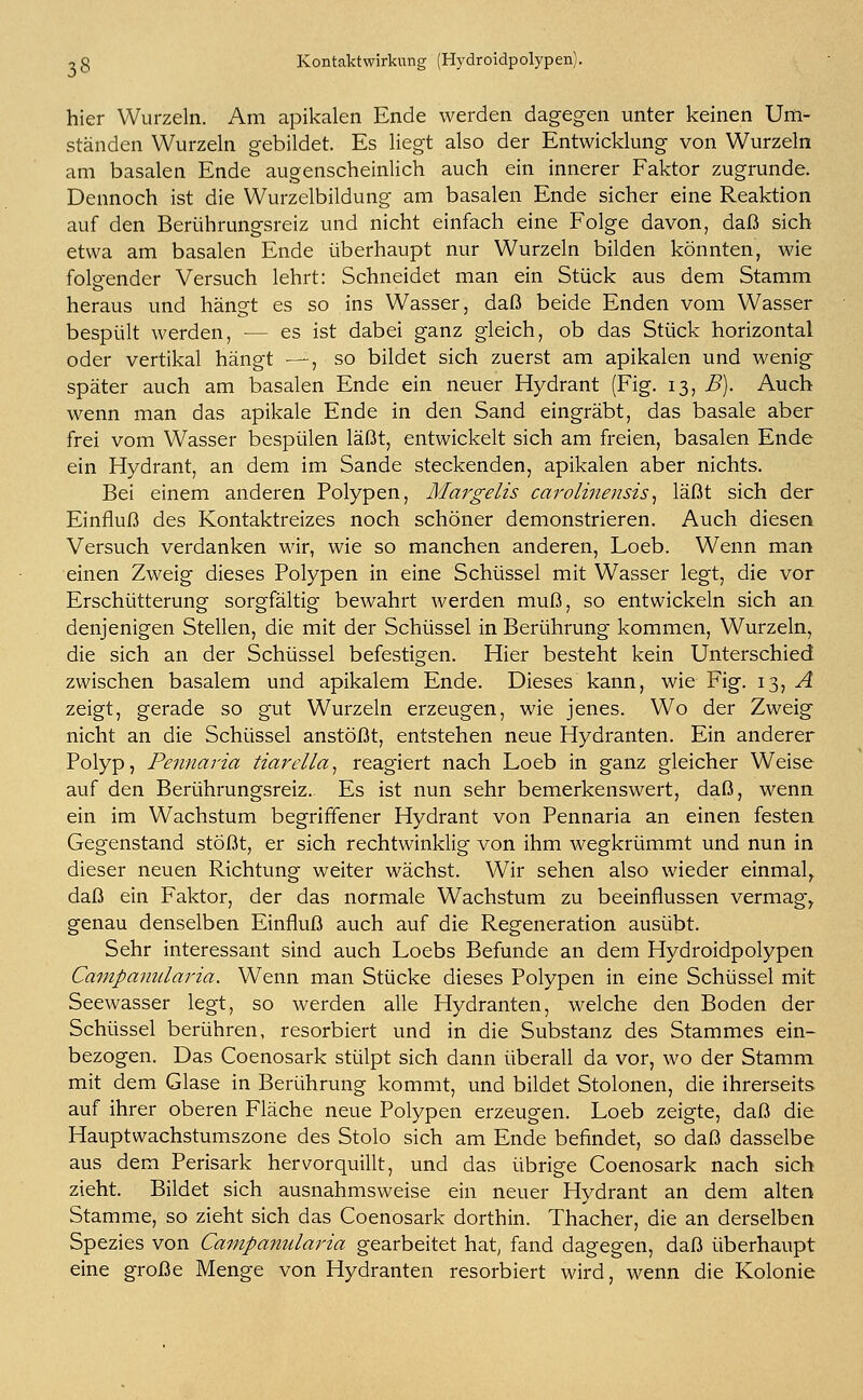 hier Wurzeln. Am apikalen Ende werden dagegen unter keinen Um- ständen Wurzeln gebildet. Es liegt also der Entwicklung von Wurzeln am basalen Ende augenscheinlich auch ein innerer Faktor zugrunde. Dennoch ist die Wurzelbildung am basalen Ende sicher eine Reaktion auf den Berührungsreiz und nicht einfach eine Folge davon, daß sich etwa am basalen Ende überhaupt nur Wurzeln bilden könnten, wie folo-ender Versuch lehrt: Schneidet man ein Stück aus dem Stamm heraus und hängt es so ins Wasser, daß beide Enden vom Wasser bespült werden, — es ist dabei ganz gleich, ob das Stück horizontal oder vertikal hängt —, so bildet sich zuerst am apikalen und wenig später auch am basalen Ende ein neuer Hydrant (Fig. 13, B). Auch wenn man das apikale Ende in den Sand eingräbt, das basale aber frei vom Wasser bespülen läßt, entwickelt sich am freien, basalen Ende ein Hydrant, an dem im Sande steckenden, apikalen aber nichts. Bei einem anderen Polypen, Margeiis carolinensis, läßt sich der Einfluß des Kontaktreizes noch schöner demonstrieren. Auch diesen Versuch verdanken wir, wie so manchen anderen, Loeb. Wenn man einen Zweig dieses Polypen in eine Schüssel mit Wasser legt, die vor Erschütterung sorgfältig bewahrt werden muß, so entwickeln sich an denjenigen Stellen, die mit der Schüssel in Berührung kommen, Wurzeln, die sich an der Schüssel befestigen. Hier besteht kein Unterschied zwischen basalem und apikalem Ende. Dieses kann, wie Fig. 13, A zeigt, gerade so gut Wurzeln erzeugen, wie jenes. Wo der Zweig nicht an die Schüssel anstößt, entstehen neue Hydranten. Ein anderer Polyp, Pennaria tiarella, reagiert nach Loeb in ganz gleicher Weise auf den Berührungsreiz. Es ist nun sehr bemerkenswert, daß, wenn ein im Wachstum begriffener Hydrant von Pennaria an einen festen Gegenstand stößt, er sich rechtwinklig von ihm wegkrümmt und nun in dieser neuen Richtung weiter wächst. Wir sehen also wieder einmal, daß ein Faktor, der das normale Wachstum zu beeinflussen vermag, genau denselben Einfluß auch auf die Regeneration ausübt. Sehr interessant sind auch Loebs Befunde an dem Hydroidpolypen Campanularia. Wenn man Stücke dieses Polypen in eine Schüssel mit Seewasser legt, so werden alle Hydranten, welche den Boden der Schüssel berühren, resorbiert und in die Substanz des Stammes ein- bezogen. Das Coenosark stülpt sich dann überall da vor, wo der Stamm mit dem Glase in Berührung kommt, und bildet Stolonen, die ihrerseits auf ihrer oberen Fläche neue Polypen erzeugen. Loeb zeigte, daß die Hauptwachstumszone des Stolo sich am Ende befindet, so daß dasselbe aus dem Perisark hervorquillt, und das übrige Coenosark nach sich zieht. Bildet sich ausnahmsweise ein neuer Hydrant an dem alten Stamme, so zieht sich das Coenosark dorthin. Thacher, die an derselben Spezies von Campanularia gearbeitet hat, fand dagegen, daß überhaupt eine große Menge von Hydranten resorbiert wird, wenn die Kolonie