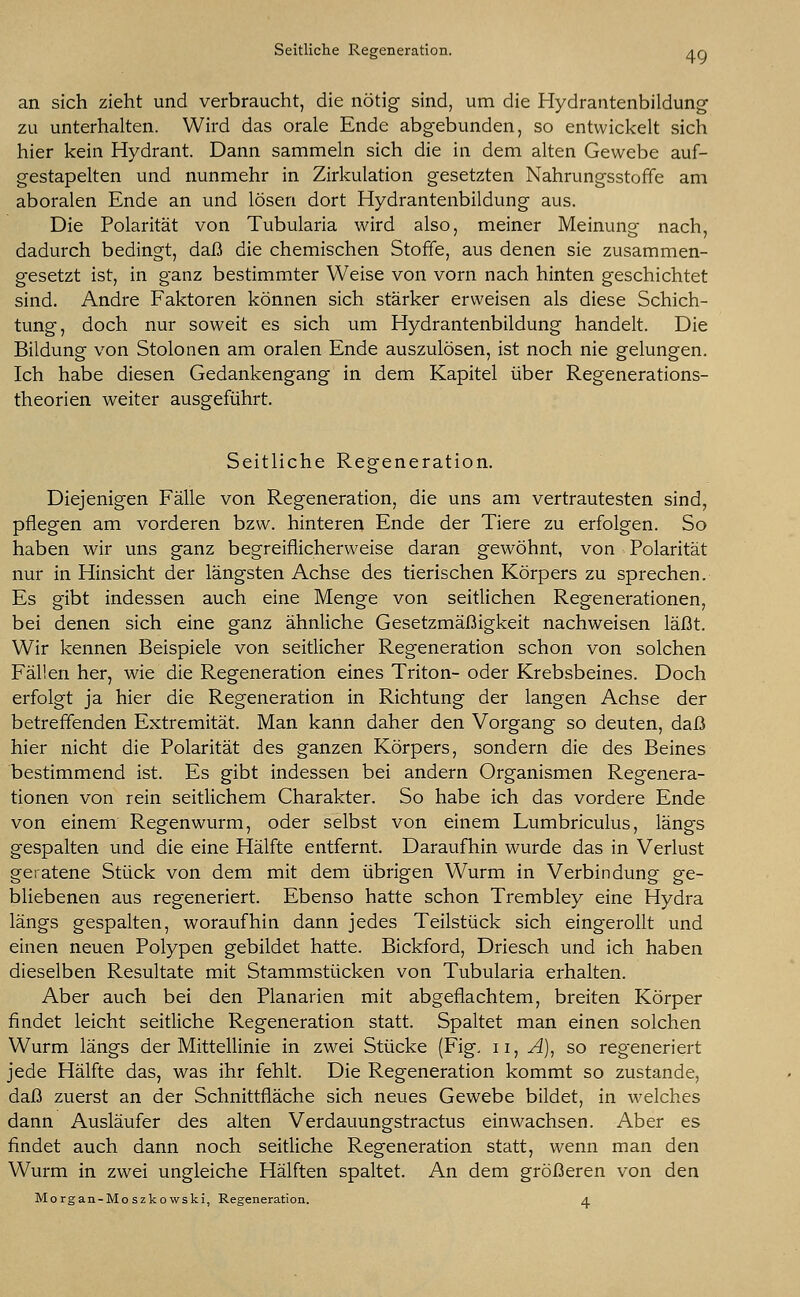 an sich zieht und verbraucht, die nötig sind, um die Hydrantenbildung zu unterhalten. Wird das orale Ende abgebunden, so entwickelt sich hier kein Hydrant. Dann sammeln sich die in dem alten Gewebe auf- gestapelten und nunmehr in Zirkulation gesetzten Nahrungsstoffe am aboralen Ende an und lösen dort Hydrantenbildung aus. Die Polarität von Tubularia wird also, meiner Meinuno- nach, dadurch bedingt, daß die chemischen Stoffe, aus denen sie zusammen- gesetzt ist, in ganz bestimmter Weise von vorn nach hinten geschichtet sind. Andre Faktoren können sich stärker erweisen als diese Schich- tung, doch nur soweit es sich um Hydrantenbildung handelt. Die Bildung von Stolonen am oralen Ende auszulösen, ist noch nie gelungen. Ich habe diesen Gedankengang in dem Kapitel über Regenerations- theorien weiter ausgeführt. Seitliche Regeneration. Diejenigen Fälle von Regeneration, die uns am vertrautesten sind, pflegen am vorderen bzw. hinteren Ende der Tiere zu erfolgen. So haben wir uns ganz begreiflicherweise daran gewöhnt, von Polarität nur in Hinsicht der längsten Achse des tierischen Körpers zu sprechen. Es gibt indessen auch eine Menge von seitlichen Regenerationen, bei denen sich eine ganz ähnliche Gesetzmäßigkeit nachweisen läßt. Wir kennen Beispiele von seitlicher Regeneration schon von solchen Fällen her, wie die Regeneration eines Triton- oder Krebsbeines. Doch erfolgt ja hier die Regeneration in Richtung der langen Achse der betreffenden Extremität. Man kann daher den Vorgang so deuten, daß hier nicht die Polarität des ganzen Körpers, sondern die des Beines bestimmend ist. Es gibt indessen bei andern Organismen Regenera- tionen von rein seitlichem Charakter. So habe ich das vordere Ende von einem Regenwurm, oder selbst von einem Lumbriculus, längs gespalten und die eine Hälfte entfernt. Daraufhin wurde das in Verlust geratene Stück von dem mit dem übrigen Wurm in Verbindung ge- bliebenen aus regeneriert. Ebenso hatte schon Trembley eine Hydra längs gespalten, woraufhin dann jedes Teilstück sich eingerollt und einen neuen Polypen gebildet hatte. Bickford, Driesch und ich haben dieselben Resultate mit Stammstücken von Tubularia erhalten. Aber auch bei den Planarien mit abgeflachtem, breiten Körper findet leicht seitliche Regeneration statt. Spaltet man einen solchen Wurm längs der Mittellinie in zwei Stücke (Fig. 11, A), so regeneriert jede Hälfte das, was ihr fehlt. Die Regeneration kommt so zustande, daß zuerst an der Schnittfläche sich neues Gewebe bildet, in welches dann Ausläufer des alten Verdauungstractus einwachsen. Aber es findet auch dann noch seitliche Regeneration statt, wenn man den Wurm in zwei ungleiche Hälften spaltet. An dem größeren von den Morgan-Moszkowski, Regeneration. a