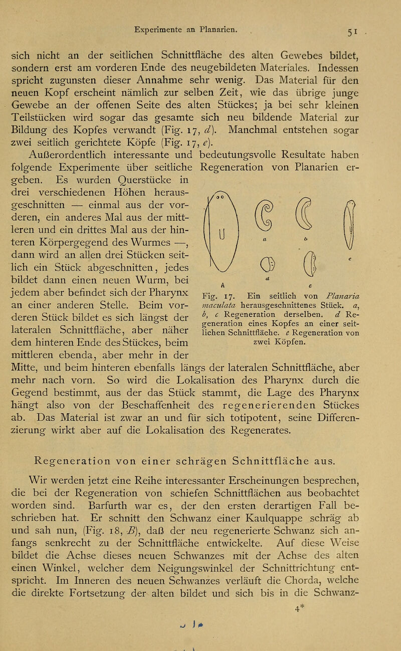 Experimente an Planarien. sich nicht an der seitlichen Schnittfläche des alten Gewebes bildet, sondern erst am vorderen Ende des neugebildeten Materiales. Indessen spricht zugunsten dieser Annahme sehr wenig. Das Material für den neuen Kopf erscheint nämlich zur selben Zeit, wie das übrige junge Gewebe an der offenen Seite des alten Stückes; ja bei sehr kleinen Teilstücken wird sogar das gesamte sich neu bildende Material zur Bildung des Kopfes verwandt (Fig. 17, d). Manchmal entstehen sogar zwei seitlich gerichtete Köpfe (Fig. 17, <?). Außerordentlich interessante und bedeutungsvolle Resultate haben folgende Experimente über seitliche Regeneration von Planarien er- geben. Es wurden Querstücke in drei verschiedenen Höhen heraus- geschnitten — einmal aus der vor- deren, ein anderes Mal aus der mitt- leren und ein drittes Mal aus der hin- teren Körpergegend des Wurmes —, dann wird an allen drei Stücken seit- lich ein Stück abgeschnitten, jedes bildet dann einen neuen Wurm, bei jedem aber befindet sich der Pharynx an einer anderen Stelle. Beim vor- deren Stück bildet es sich längst der lateralen Schnittfläche, aber näher dem hinteren Ende des Stückes, beim mittleren ebenda, aber mehr in der Mitte, und beim hinteren ebenfalls längs der lateralen Schnittfläche, aber mehr nach vorn. So wird die Lokalisation des Pharynx durch die Gegend bestimmt, aus der das Stück stammt, die Lage des Pharynx hängt also von der Beschaffenheit des regenerierenden Stückes ab. Das Material ist zwar an und für sich totipotent, seine Differen- zierung wirkt aber auf die Lokalisation des Regenerates. Fig. 17. Ein seitlich von Planaria maculata herausgeschnittenes Stück, a, b, c Regeneration derselben. d Re- generation eines Kopfes an einer seit- lichen Schnittfläche, e Regeneration von zwei Köpfen. Regeneration von einer schrägen Schnittfläche aus. Wir werden jetzt eine Reihe interessanter Erscheinungen besprechen, die bei der Regeneration von schiefen Schnittflächen aus beobachtet worden sind. Barfurth war es, der den ersten derartigen Fall be- schrieben hat. Er schnitt den Schwanz einer Kaulquappe schräg ab und sah nun, (Fig. 18, -B), daß der neu regenerierte Schwanz sich an- fangs senkrecht zu der Schnittfläche entwickelte. Auf diese Weise bildet die Achse dieses neuen Schwanzes mit der Achse des alten einen Winkel, welcher dem Neigungswinkel der Schnittrichtung ent- spricht. Im Inneren des neuen Schwanzes verläuft die Chorda, welche die direkte Fortsetzung- der alten bildet und sich bis in die Schwanz- U