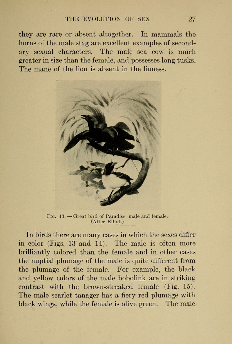 they are rare or absent altogether. In mammals the horns of the male stag are excellent examples of second- ary sexual characters. The male sea cow is much greater in size than the female, and possesses long tusks. The mane of the lion is absent in the lioness. Fig. 13. — Great bird of Paradise, male and female. (After Elliot.) In birds ther€ are many cases in which the sexes differ in color (Figs. 13 and 14). The male is often more brilliantly colored than the female and in other cases the nuptial plumage of the male is quite different from the plumage of the female. For example, the black and yellow colors of the male bobolink are in striking contrast with the brown-streaked female (Fig. 15). The male scarlet tanager has a fiery red plumage with black wings, while the female is olive green. The male