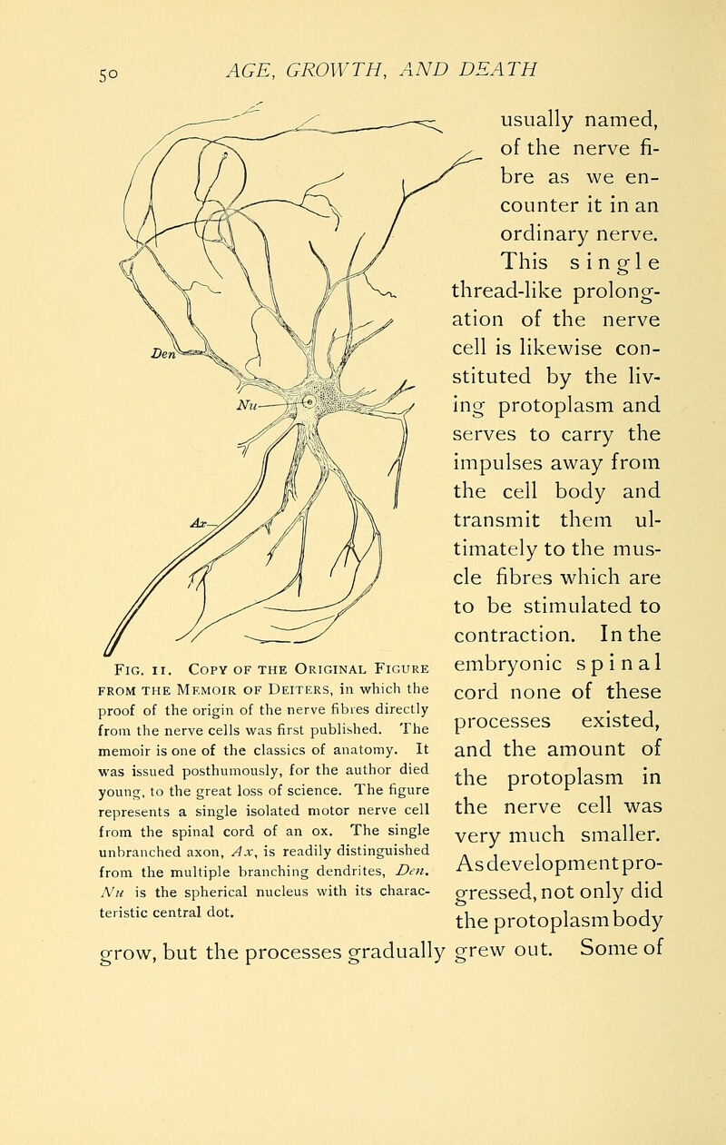 so Fig. II. Copy of the Original Figure FROM THE Memoir of Deiters, in which the proof of the origin of the nerve fibres directly from the nerve cells was first published. The memoir is one of the classics of anatomy. It was issued posthumously, for the author died young, to the great loss of science. The figure represents a single isolated motor nerve cell from the spinal cord of an ox. The single unbranched axon, Ax, is readily distinguished from the multiple branching dendrites, Den. Nu is the spherical nucleus with its charac- teristic central dot. grow, but the processes gradually usually named, of the nerve fi- bre as we en- counter it in an ordinary nerve. This single thread-like prolong- ation of the nerve cell is likewise con- stituted by the liv- ing protoplasm and serves to carry the impulses away from the cell body and transmit them ul- timately to the mus- cle fibres which are to be stimulated to contraction. In the embryonic spinal cord none of these processes existed, and the amount of the protoplasm in the nerve cell was very much smaller. As development pro- gressed, not only did the protoplasmbody grew out. Some of