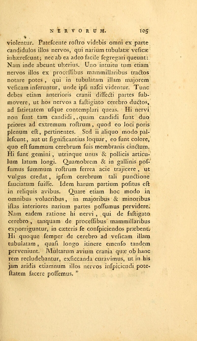 •vlolentur. Patefcentc roftro videbls omni ex parte candiduios illos nervos, qui narlum tubulat?e veficae inhserefcunt; nec ab ea adeo facile fegregari queunt: Nam inde abeunt ulterius. Uno intuitu tum etiani nervos iilos ex proceiTibus maramillaribus tradlos notare potes , qui in tubulatam illam majorem veficarn inferuntur, undc ipfi nafci videntur. Tunc debes etiam anterioris cranii dlifedll partes fub- movere, ut Iios nervos a faftiglato cerebro ducftos, ad fatietatem ufque contemplari queas. Hi nervi non funt tam candidi, .quam candldi funt duo priores ad extremum roi^rum, quod eo loci poris plenum eft, pertincntes. Sed ii aliquo modo pal- lefcunt, aut ut fignificantlus loquar, eo funt colorc, quo eftfummum cerebrum fuis raembranis cindum. Hi funt gemini, utrinque unus & pollicis articu- lum latum longi. Quamobrem & in galllnis pof- fumus fummum roftrum ferrea acie trajlcere , ut vulgus credat, ipfum cerebrum tali punc1:ione fauciatum fuiife. Idem harum partium pofitus elt in reliquis avibus. Quare etiam hoc modo ia omnibus volucribus, in majoribus & minoribus iflas interiores narium partes poffumus pervidere. Nam cadem ratione hi nervi , qui de faftlgato cerebro , tanquam de proceilibus' mammillaribus exporriguntur, in cseteris fe confpiciendos pr?ebent. Hi quoque femper de cerebro ad veficam iilam tubulatam, quafi longo itinere eraenfo tandem perveniunt. Multarum avium crania quae ob hanc rem recludebantur, exficcanda curavimus, ut in his jara aridis etiamnum illos nervos infpiciendi pote- ftatem facere poffemus. 