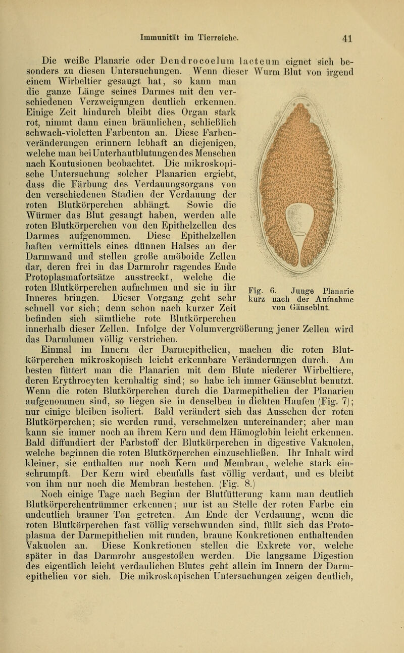 Fig. 6. Junge Planarie kurz nach der Aufnahme von Gänseblut. Die weiße Planarie oder Dendrocoelum lacteum eignet sich be- sonders zu diesen Untersucliungen. Wenn dieser Wurm Blut von irgend einem Wirbeltier gesaugt hat, so kann man die ganze Länge seines Darmes mit den ver- schiedenen Verzweigungen deutlich erkennen. Einige Zeit hindurch bleibt dies Organ stark rot, nimmt dann einen bräunlichen, schließlich schwach-violetten Farbenton an. Diese Farben- veränderungen erinnern lebhaft an diejenigen, welche man bei Unterhautblutungen des Menschen nach Kontusionen beobachtet. Die mikroskopi- sche Untersuchung solcher Planarien ergiebt, dass die Färbung des Verdauungsorgans von den verschiedenen Stadien der Verdauung der roten Blutkörperchen abhängt. Sowie die Würmer das Blut gesaugt haben, werden alle roten Blutkörperchen von den Epithelzellen des Darmes aufgenommen. Diese Epithelzellen haften vermittels eines dünnen Halses an der Darmwand und stellen große amöboide Zellen dar, deren frei in das Darmrohr ragendes Ende Protoplasmafortsätze ausstreckt, welche die roten Blutkörperchen aufnehmen und sie in ihr Inneres bringen. Dieser Vorgang, geht sehr schnell vor sich; denn schon nach kurzer Zeit befinden sich sämtliche rote Blutkörperchen innerhalb dieser Zellen. Infolge der Volumvergrößerung jener Zellen wird das Darmlumen völlig verstrichen. Einmal im Innern der Darmepithelien, machen die roten Blut- körperchen mikroskopisch leicht erkennbare Veränderungen durch. Am besten füttert man die Planarien mit dem Blute niederer Wirbeltiere, deren Erythrocyten kernhaltig sind; so habe ich immer Gänseblut benutzt. Wenn die roten Blutkörperchen durch die Darmepithelien der Planarien aufgenommen sind, so liegen sie in denselben in dichten Haufen (Fig. 7); nur einige bleiben isoliert. Bald verändert sich das Aussehen der roten Blutkörperchen; sie werden rund, verschmelzen untereinander; aber man kann sie immer noch an ihrem Kern und dem Hämoglobin leicht erkennen. Bald diffundiert der Farbstoff der Blutkörperchen in digestive Vakuolen, welche beginnen die roten Blutkörperchen einzuschließen. Ihr Inhalt wird kleiner, sie enthalten nur noch Kern und Membran, welche stark ein- schrumpft. Der Kern wird ebenfalls fast völlig verdaut, und es bleibt von ihm nur noch die Membran bestehen. (Fig. 8.) Noch einige Tage nach Beginn der Blutfütterung kann man deutlich Blutkörperchentrümmer erkennen; nur ist an Stelle der roten Farbe ein undeutlich brauner Ton getreten. Am Ende der Verdauung, wenn die roten Blutkörperchen fast völlig verschwunden sind, füllt sich das Proto- plasma der Darmepithelien mit runden, braune Konkretionen enthaltenden Vakuolen an. Diese Konkretionen stellen die Exkrete vor, welche später in das Darmrohr ausgestoßen werden. Die langsame Digestion des eigentlich leicht verdaulichen Blutes geht allein im Innern der Darm- epithelien vor sich. Die mikroskopischen Untersuchungen zeigen deutlich.