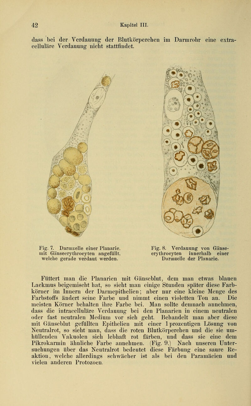 dass bei der Verdauung der Blutkörperchen im Darmrolir eine extra- celluläre Verdauung nicht stattfindet. Fig. 7. Darmzelle einer Planarie, mit Gänseerythrocyten angefüllt, welche gerade verdaut werden. Fig. 8. Verdauung von Gänse- erythrocyten innerhalb einer Darmzelle der Planarie. Füttert man die Planarien mit Gänsebhit, dem man etwas blauen Lackmus beigemischt hat, so sieht man einige Stunden später diese Farb- körner im Innern der Darmepithelieu; aber nur eine kleine Menge des Farbstoffs ändert seine Farbe und nimmt einen violetten Ton an. Die meisten Körner behalten ihre Farbe bei. Man sollte demnach annehmen, dass die intracelluläre Verdauung bei den Planarien in einem neutralen oder fast neutralen Medium vor sich geht. Behandelt man aber diese mit Gänseblut gefüllten Epithelien mit einer Iprozentigen Lösung von Neutralrot, so sieht man, dass die roten Blutkörperchen und die sie um- hüllenden Vakuolen sich lebhaft rot färben, und dass sie eine dem Pikrokarmin ähnliche Farbe annehmen. (Fig. 9.) Nach unseren Unter- suchungen über das Neutralrot bedeutet diese Färbung eine saure Re- aktion, welche allerdings schwächer ist als bei den Paramäcien und vielen anderen Protozoen.